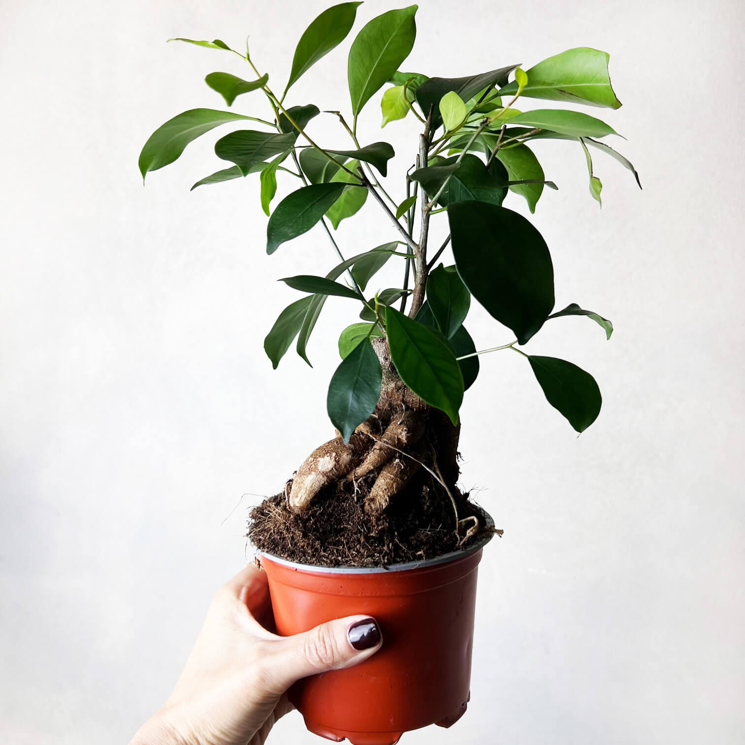 Ficus Microcarpa