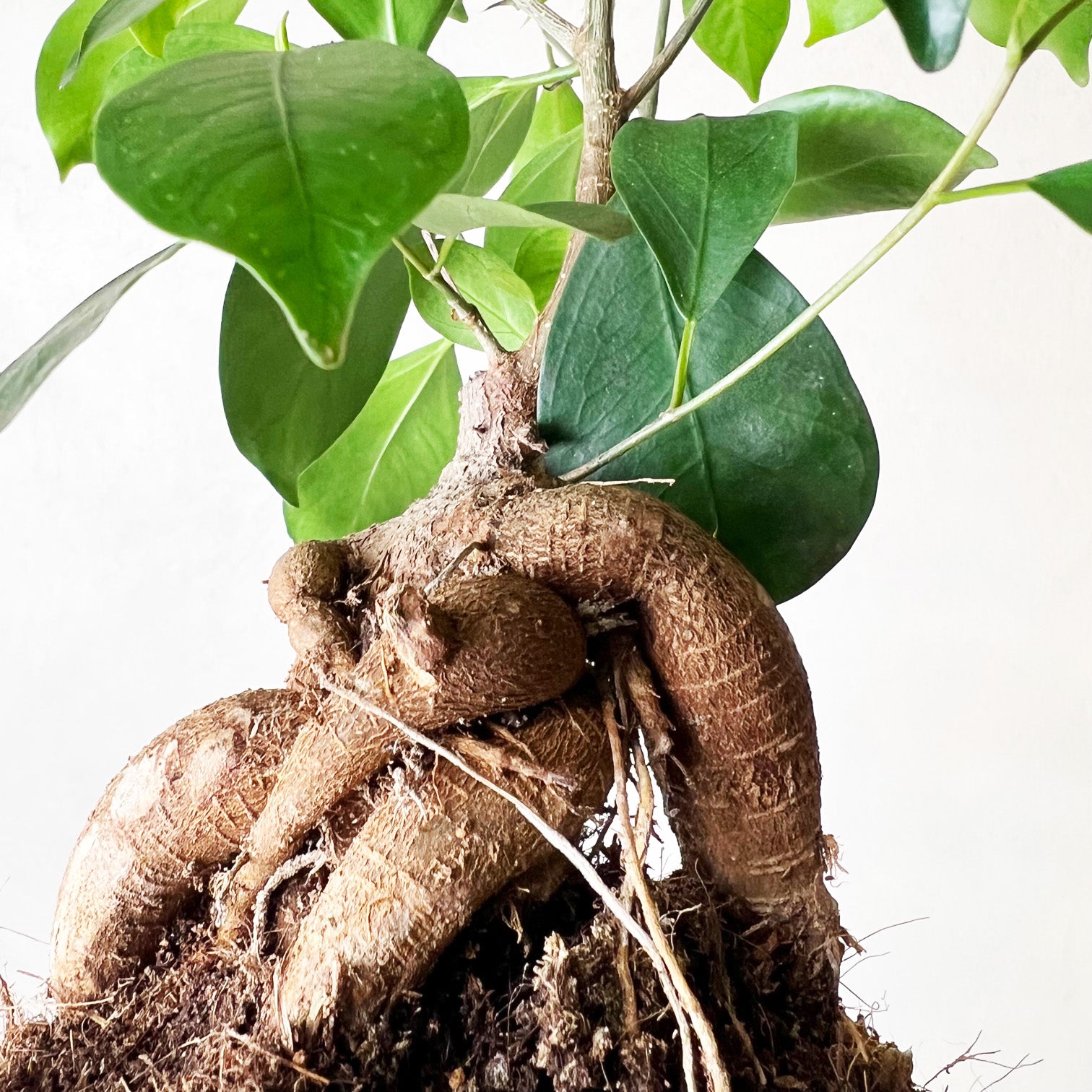 Ficus Microcarpa