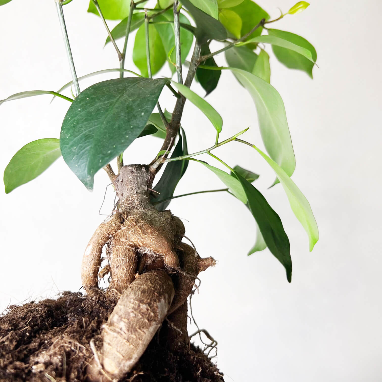 Ficus Microcarpa