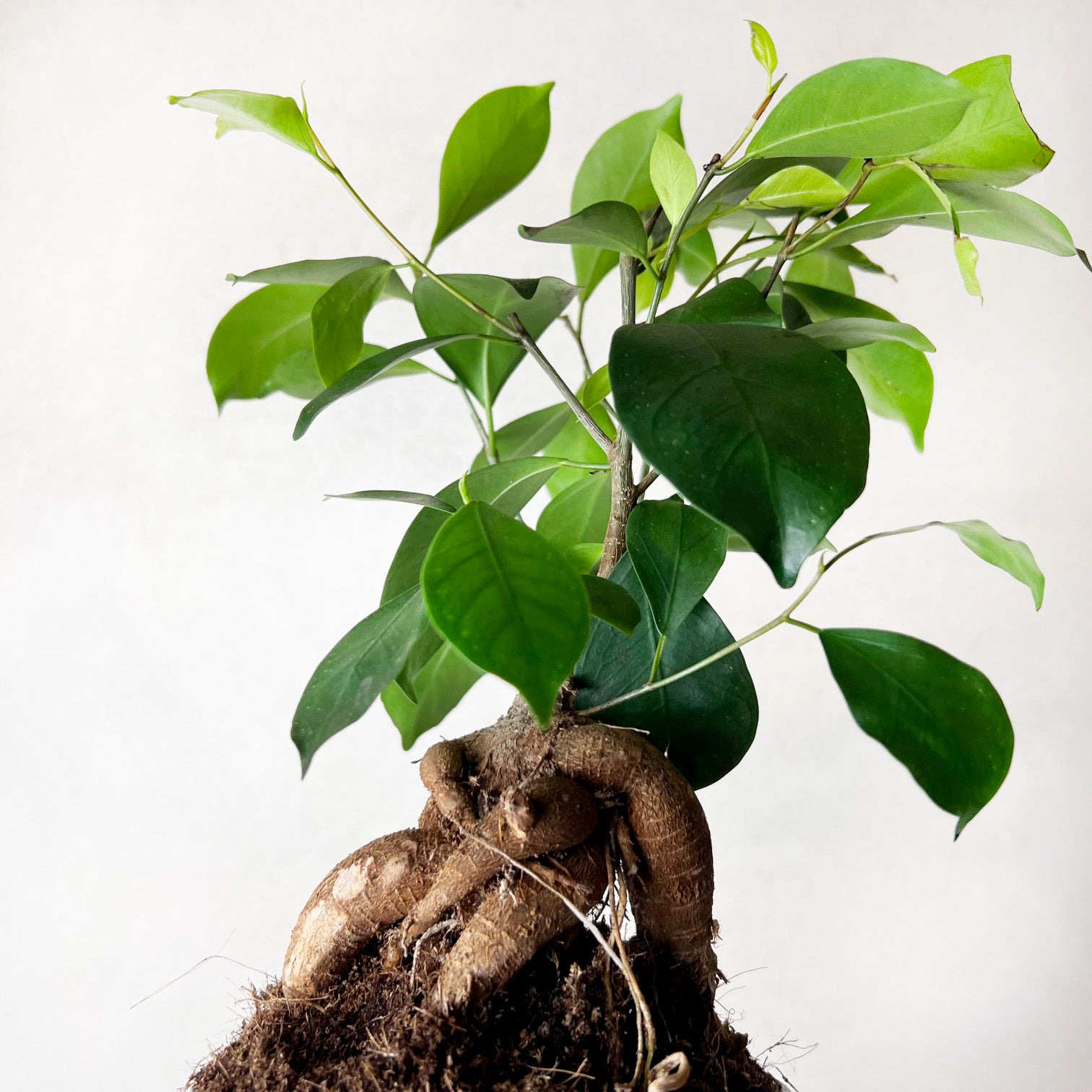 Ficus Microcarpa