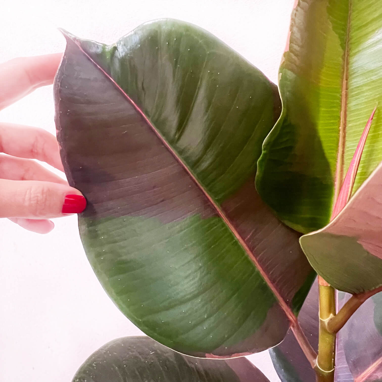 Ficus Pink Camouflage