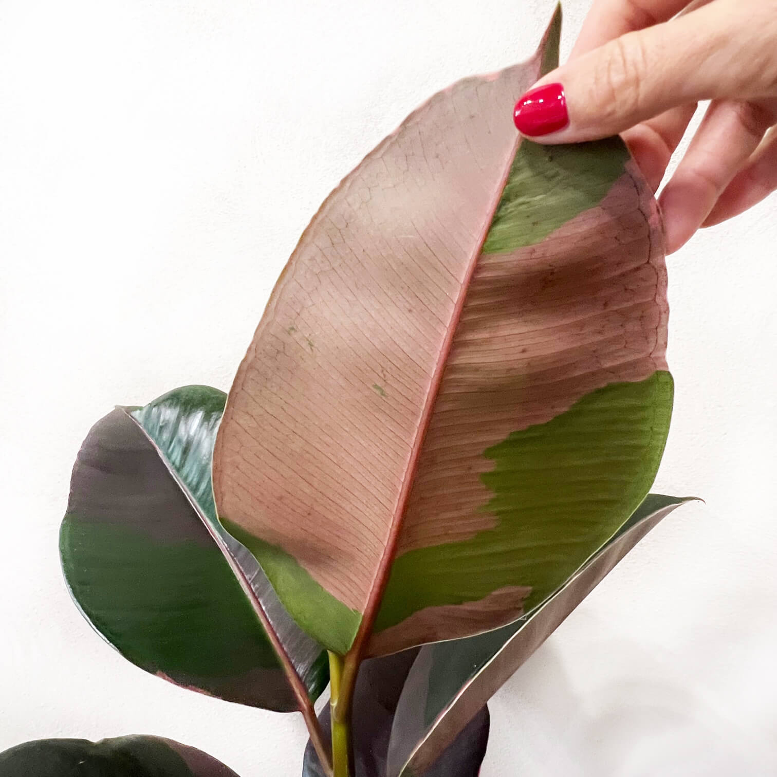 Ficus Pink Camouflage