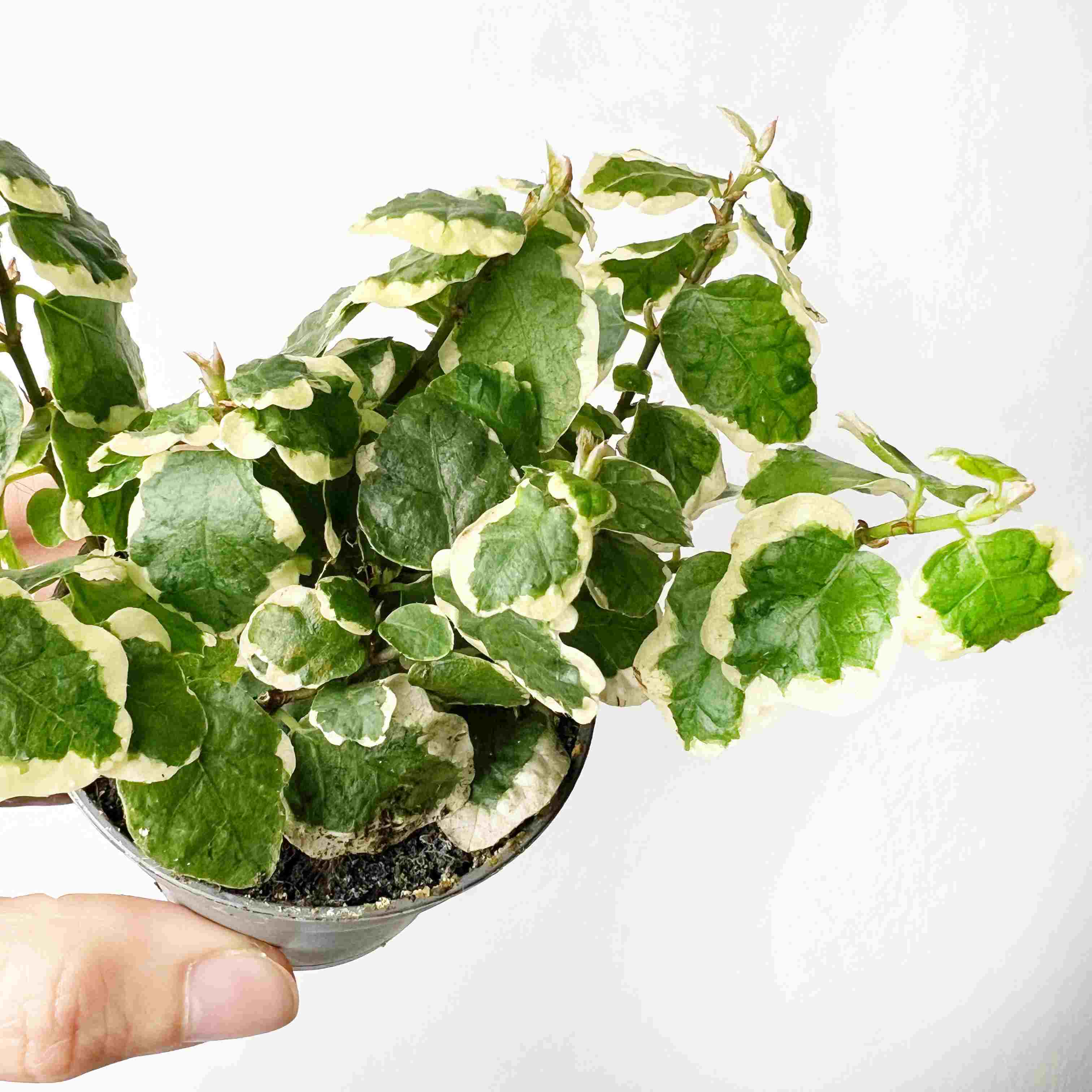 Ficus Pumila White Sunny