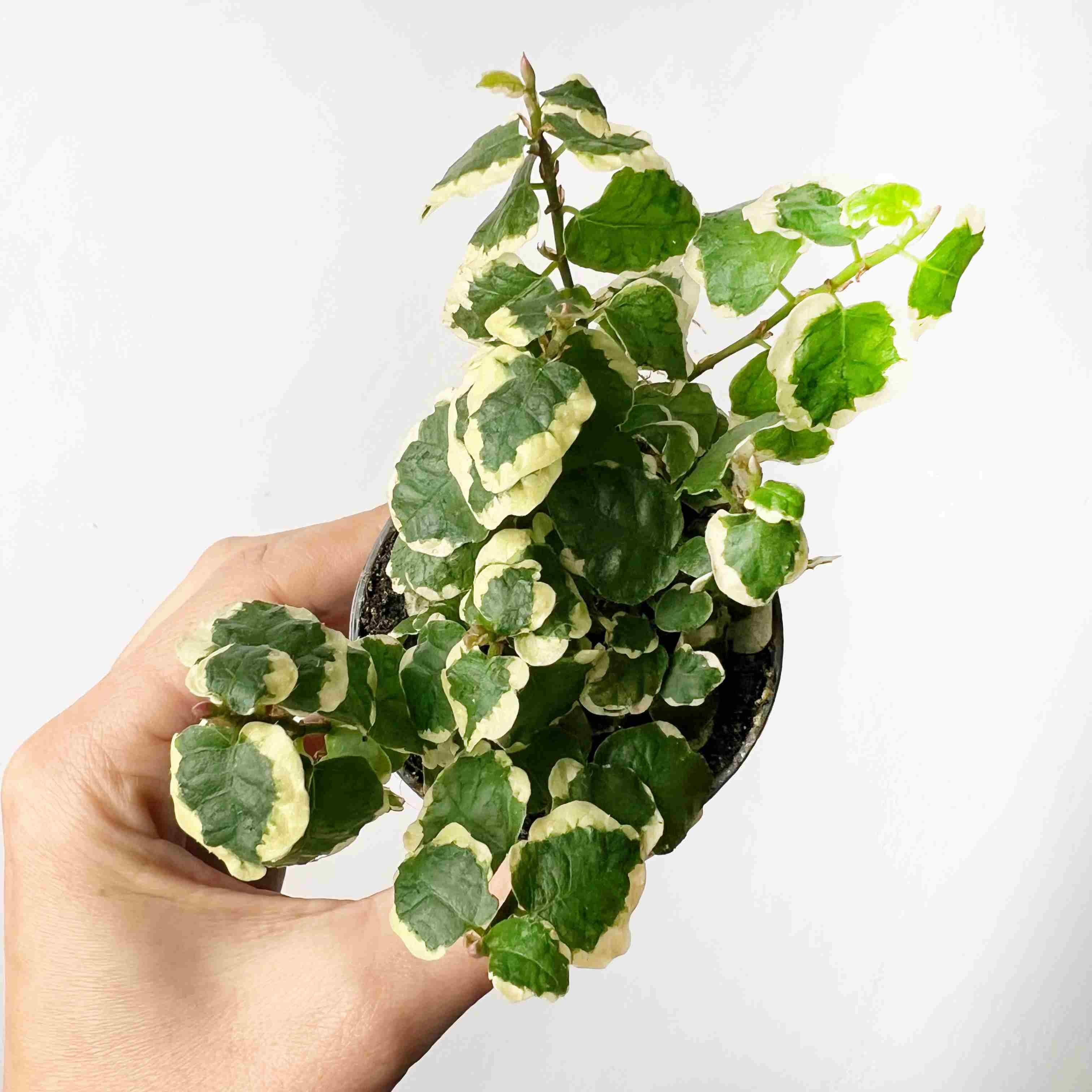 Ficus Pumila White Sunny