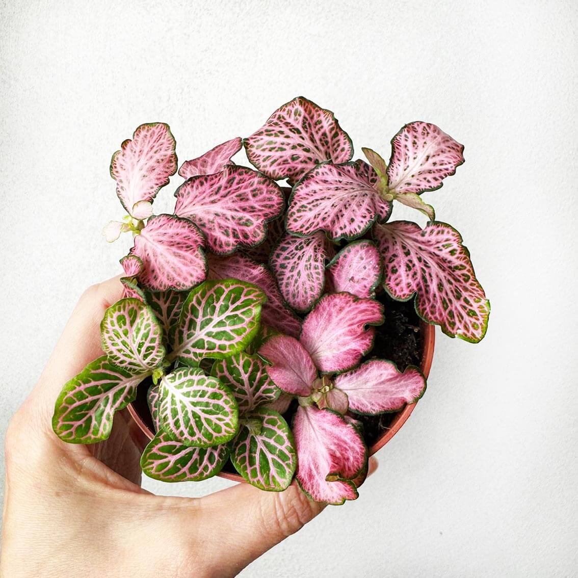 Fittonia Mosaic Pink Tiger