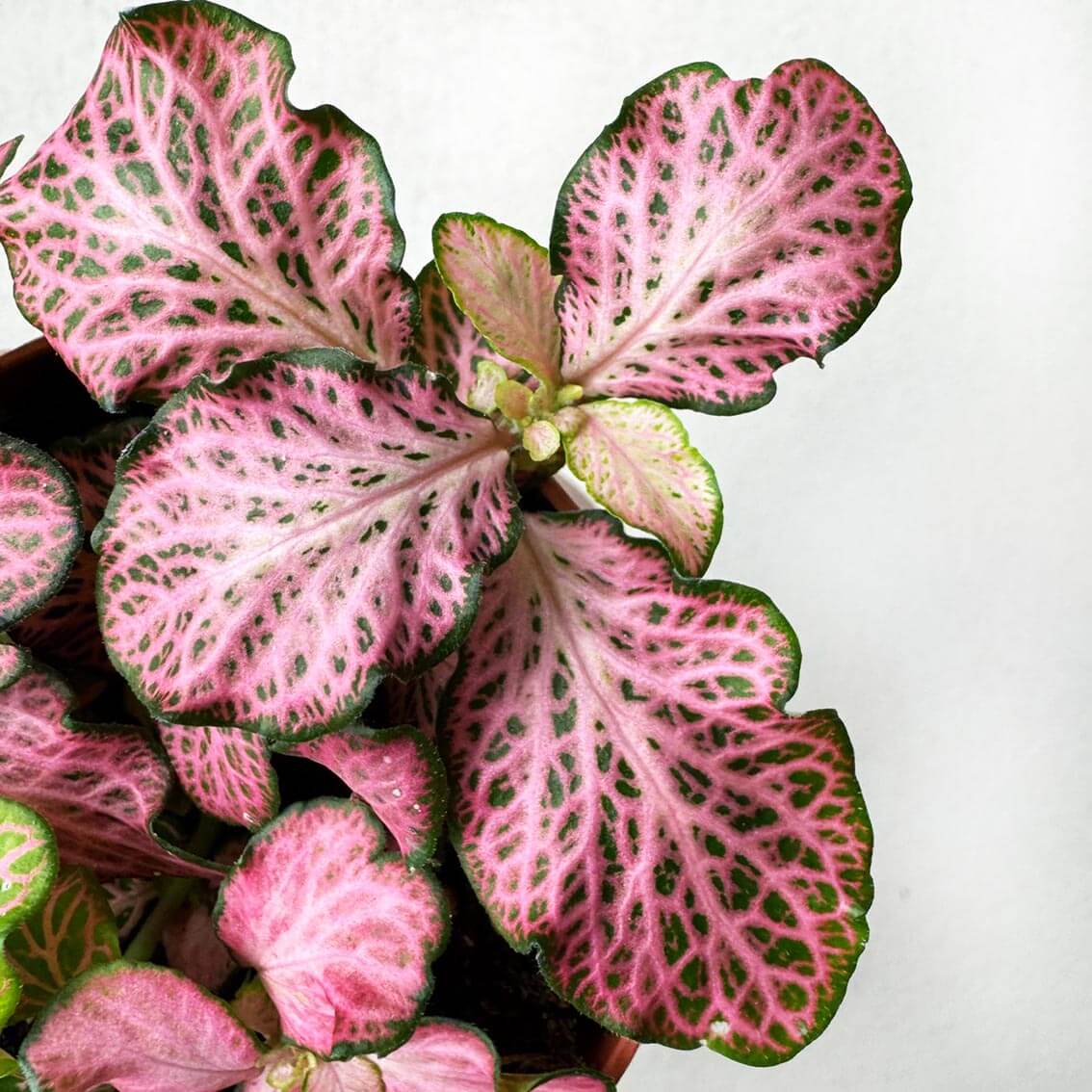 Fittonia Mosaic Pink Tiger