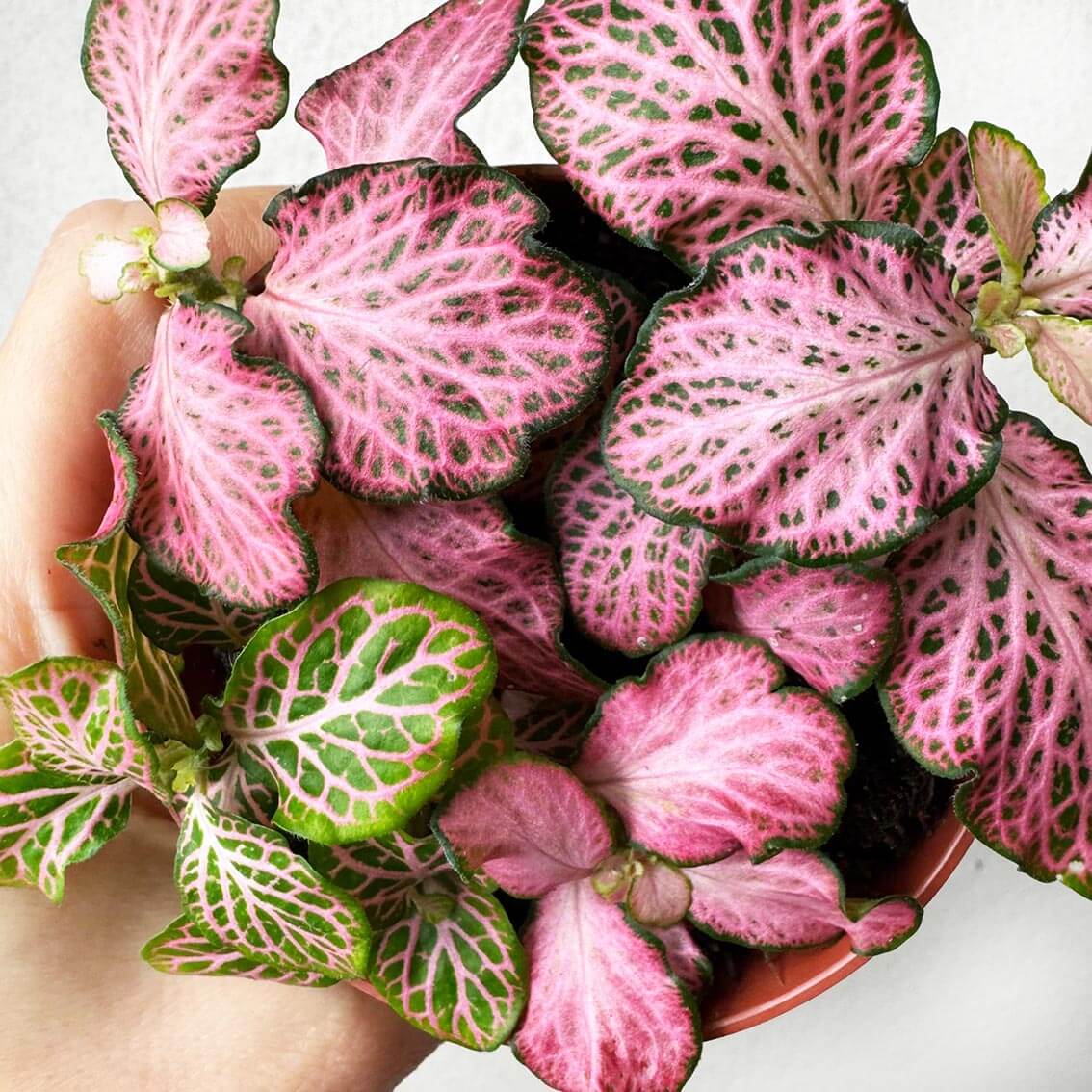 Fittonia Mosaic Pink Tiger