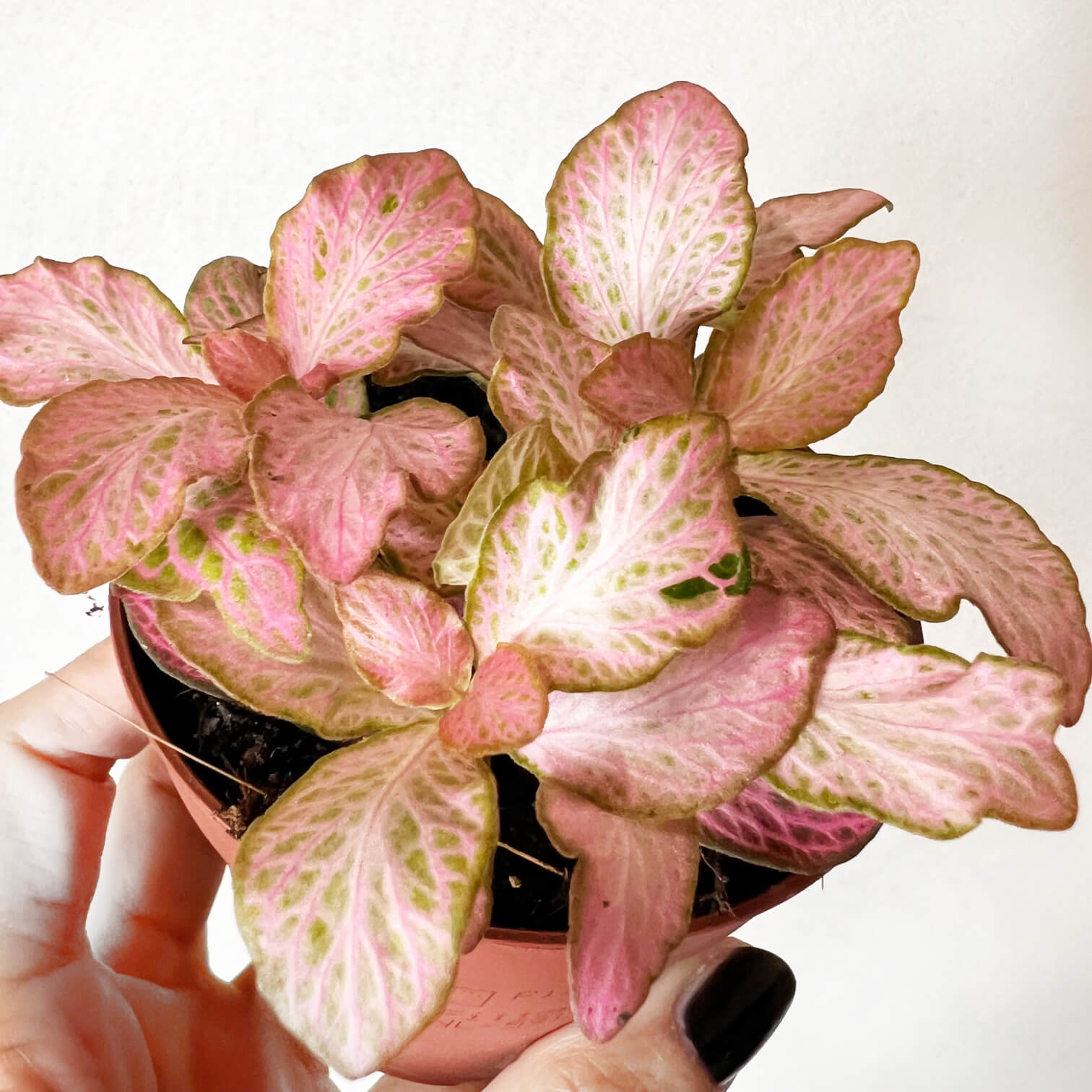 Fittonia Pink Special