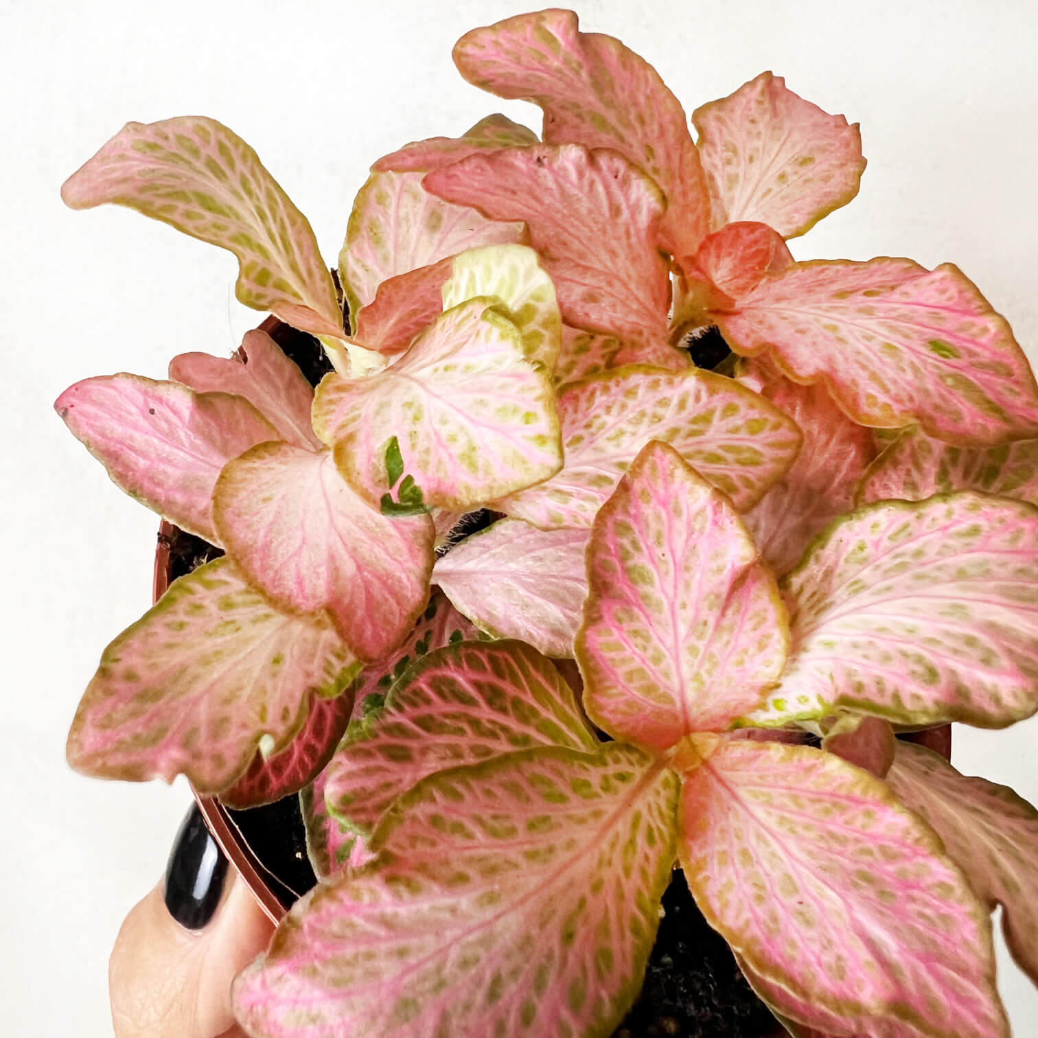 Fittonia Pink Special