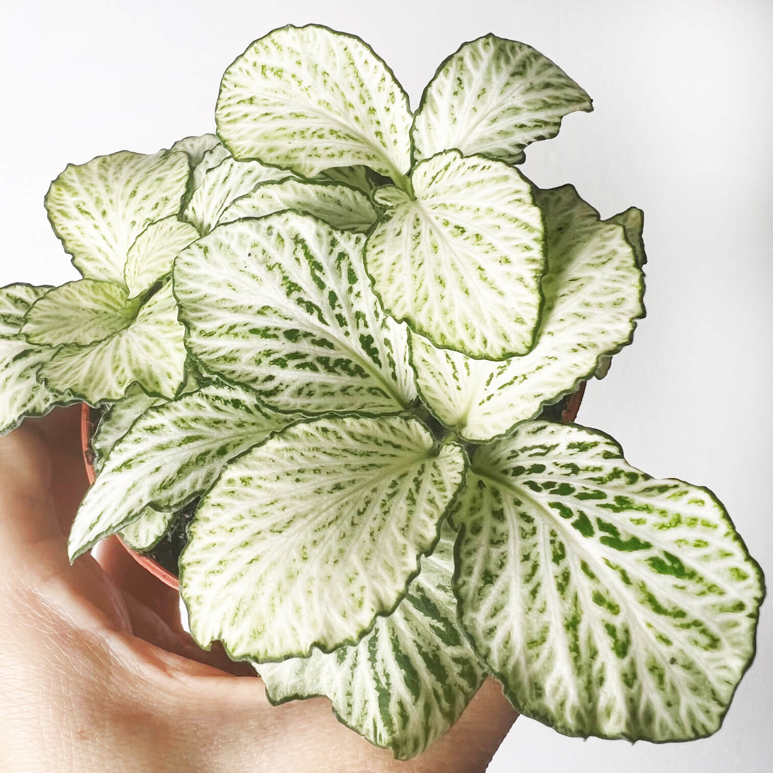 Fittonia Mosaic Purple Snow Anne