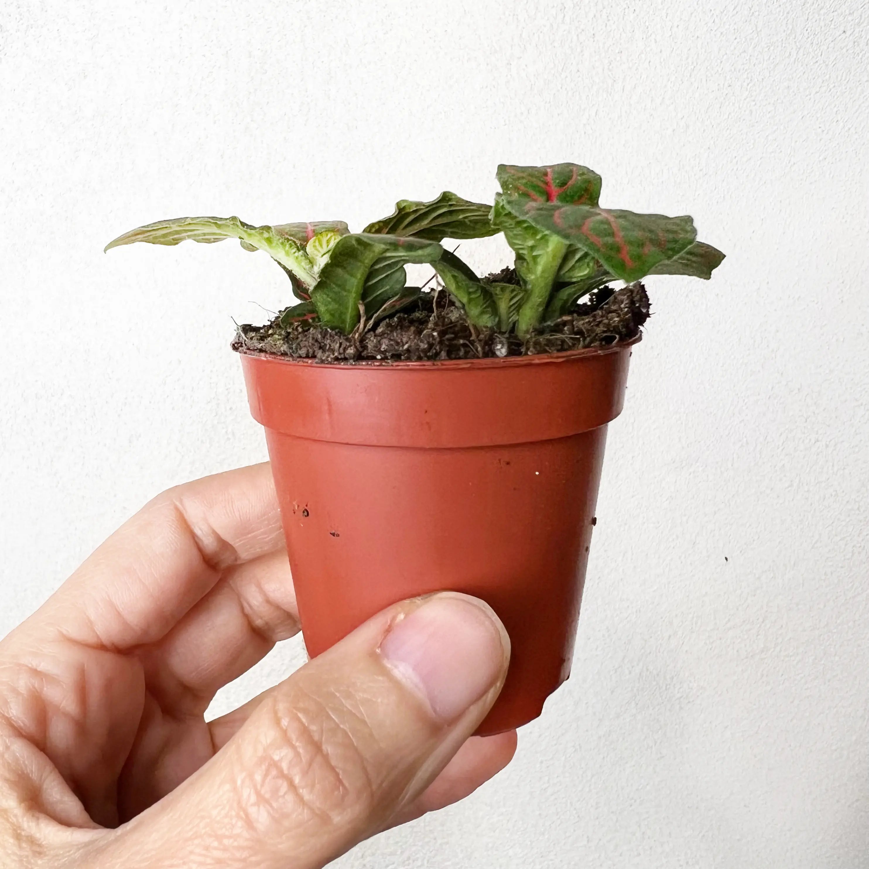 Fittonia Red Mini