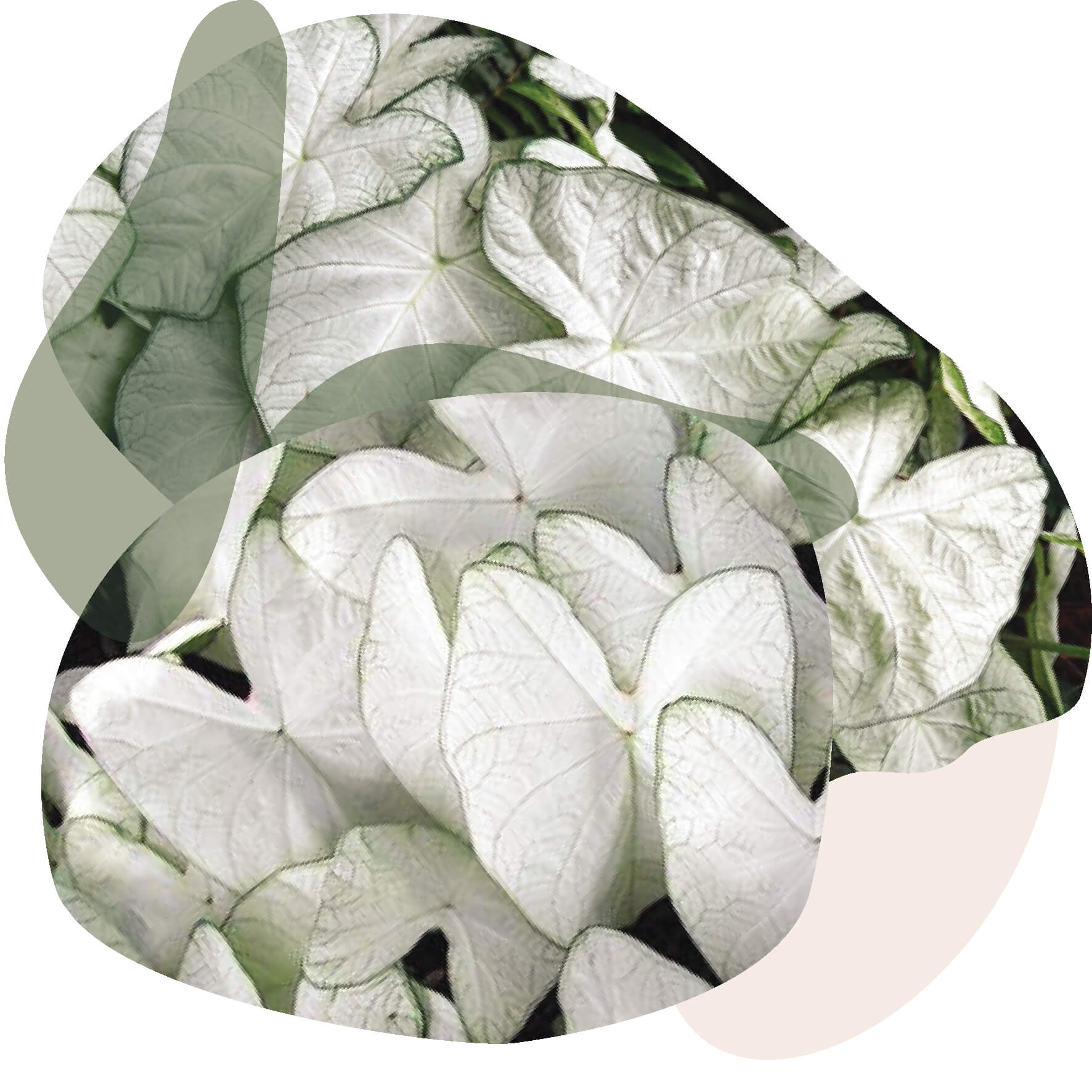 Caladium Florida Moonlight