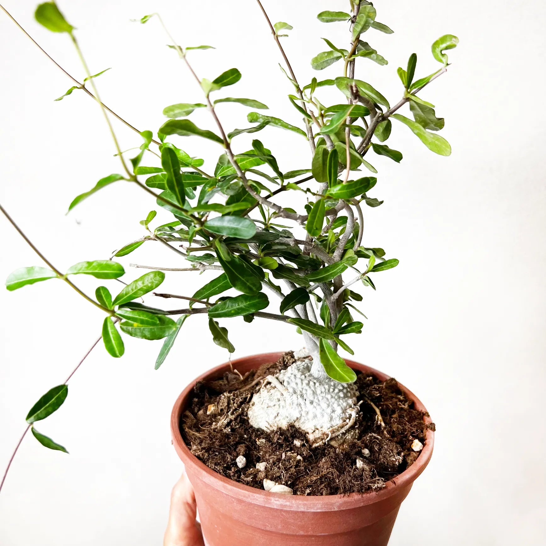 Fockea Edulis