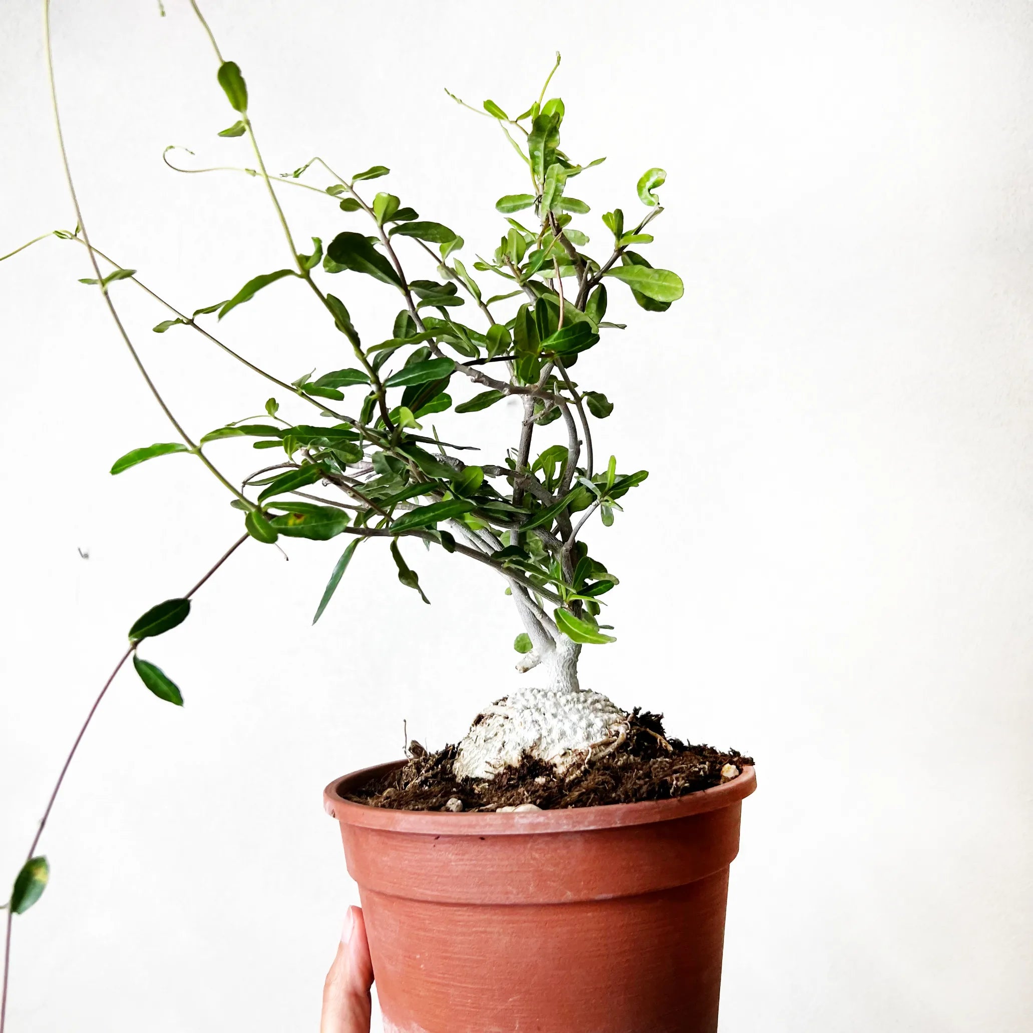 Fockea Edulis