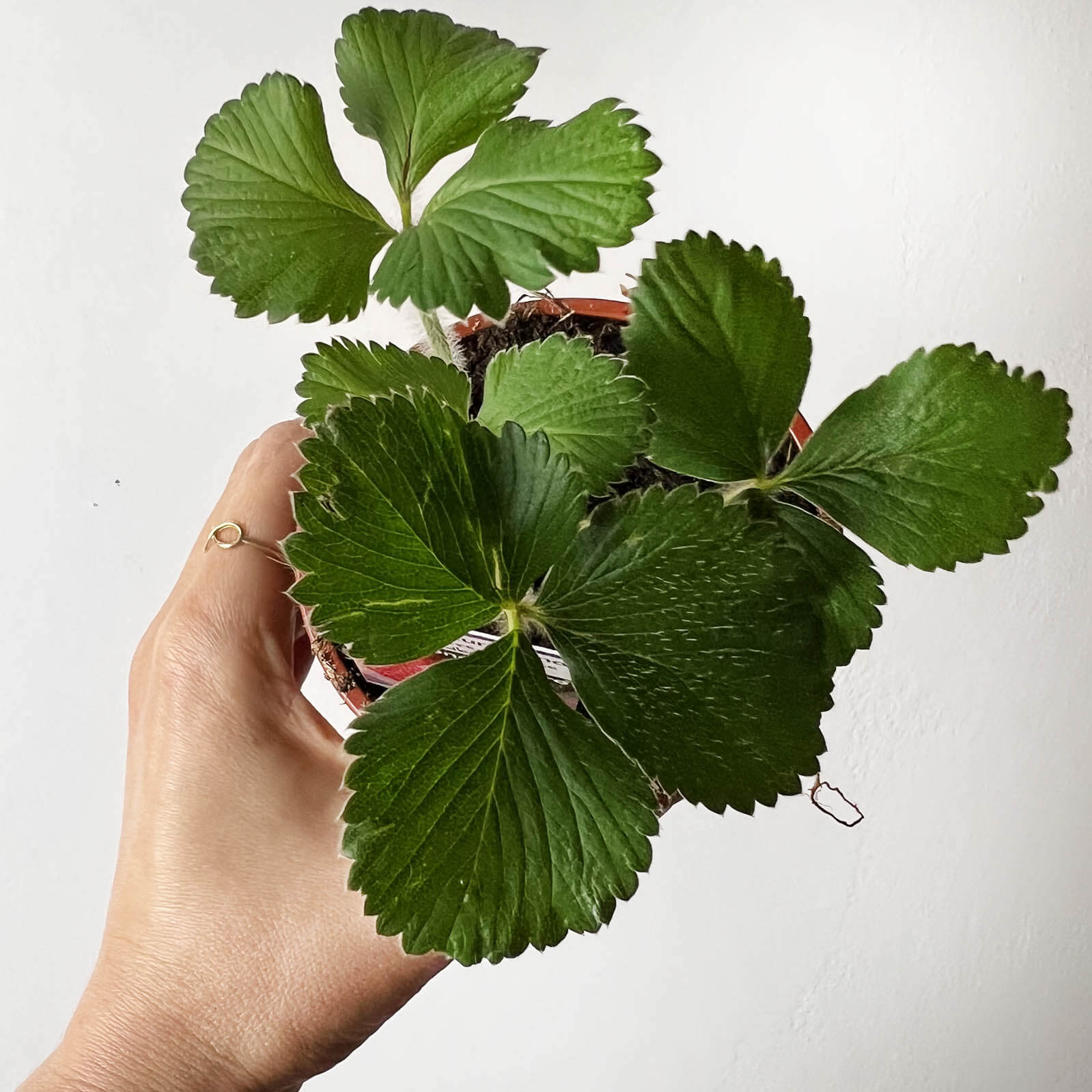 Fragaria /Pianta di Fragole