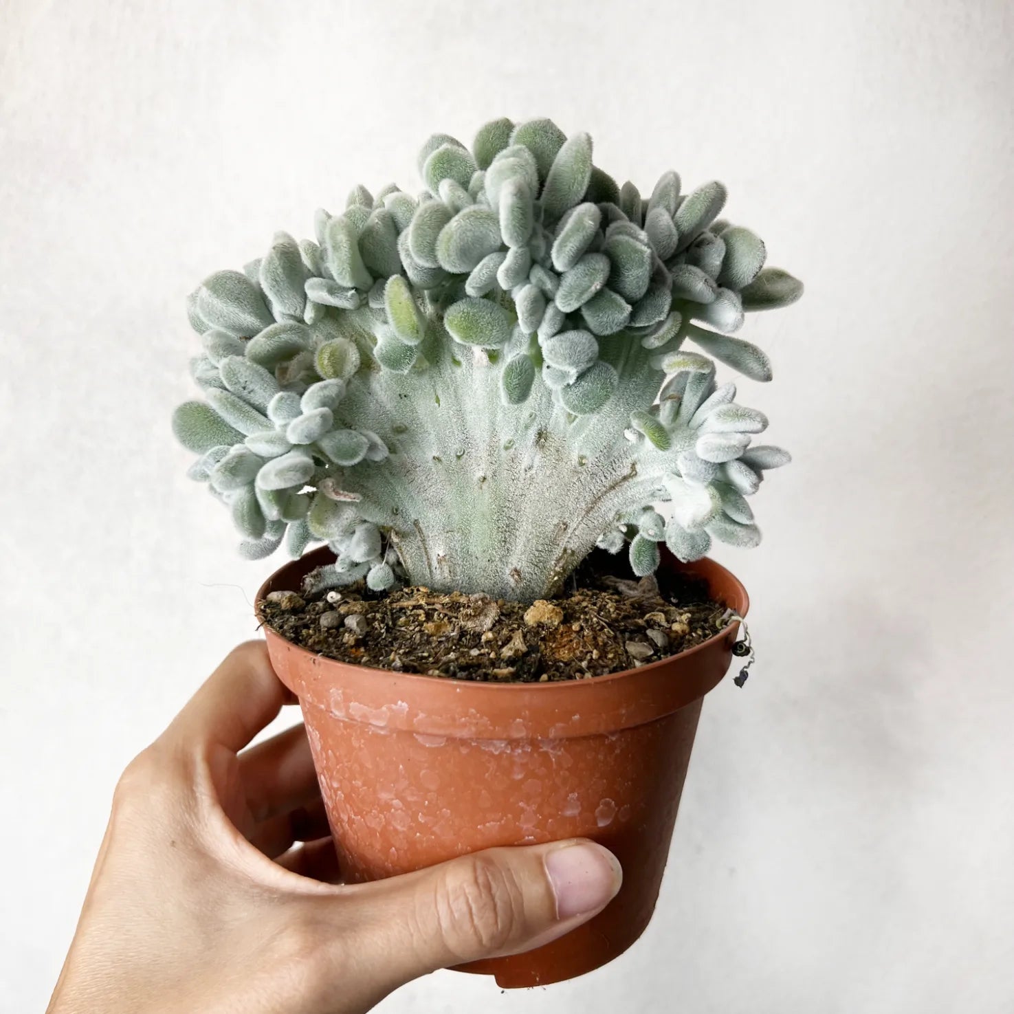 Echeveria Pulvinata 'Frosty'