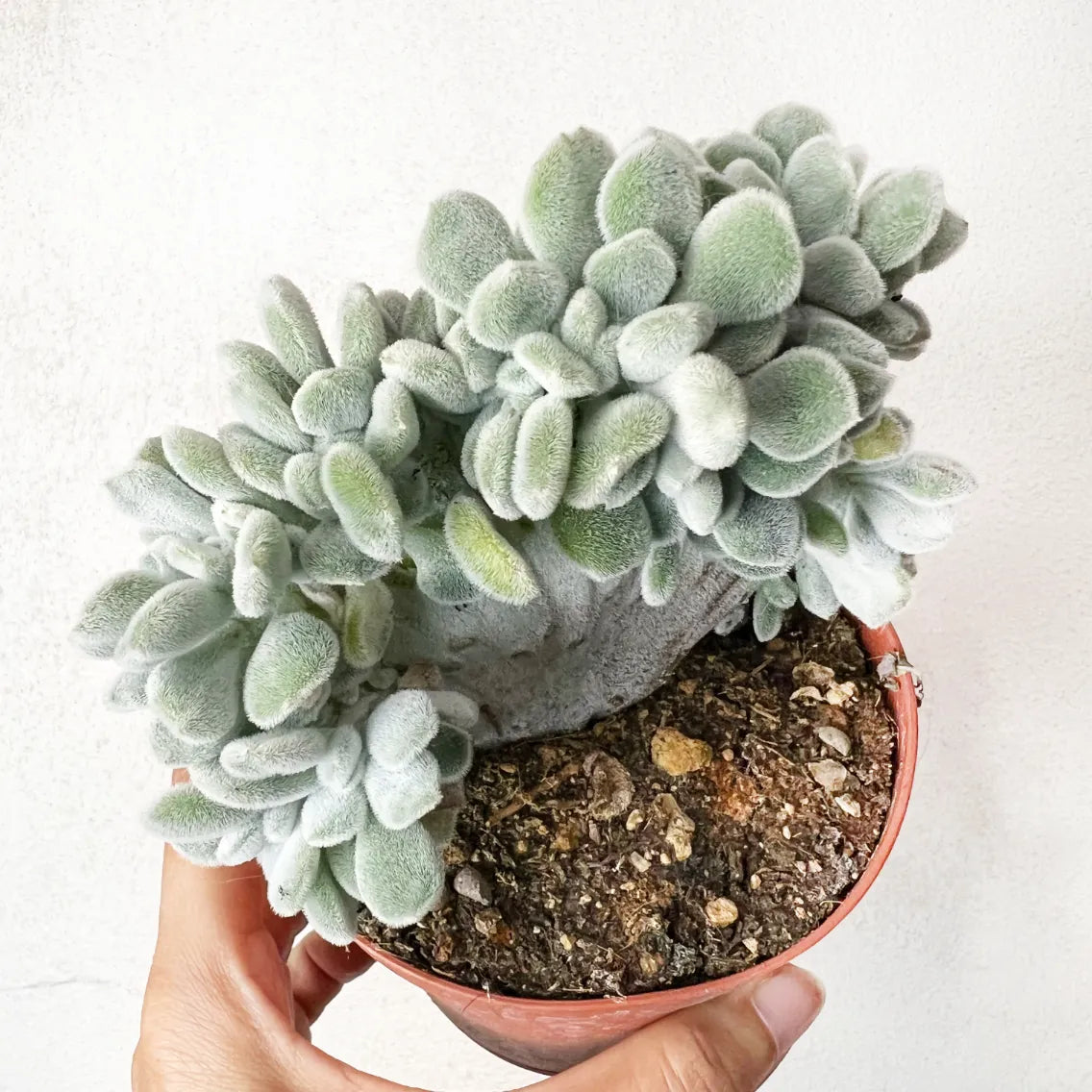Echeveria Pulvinata 'Frosty'