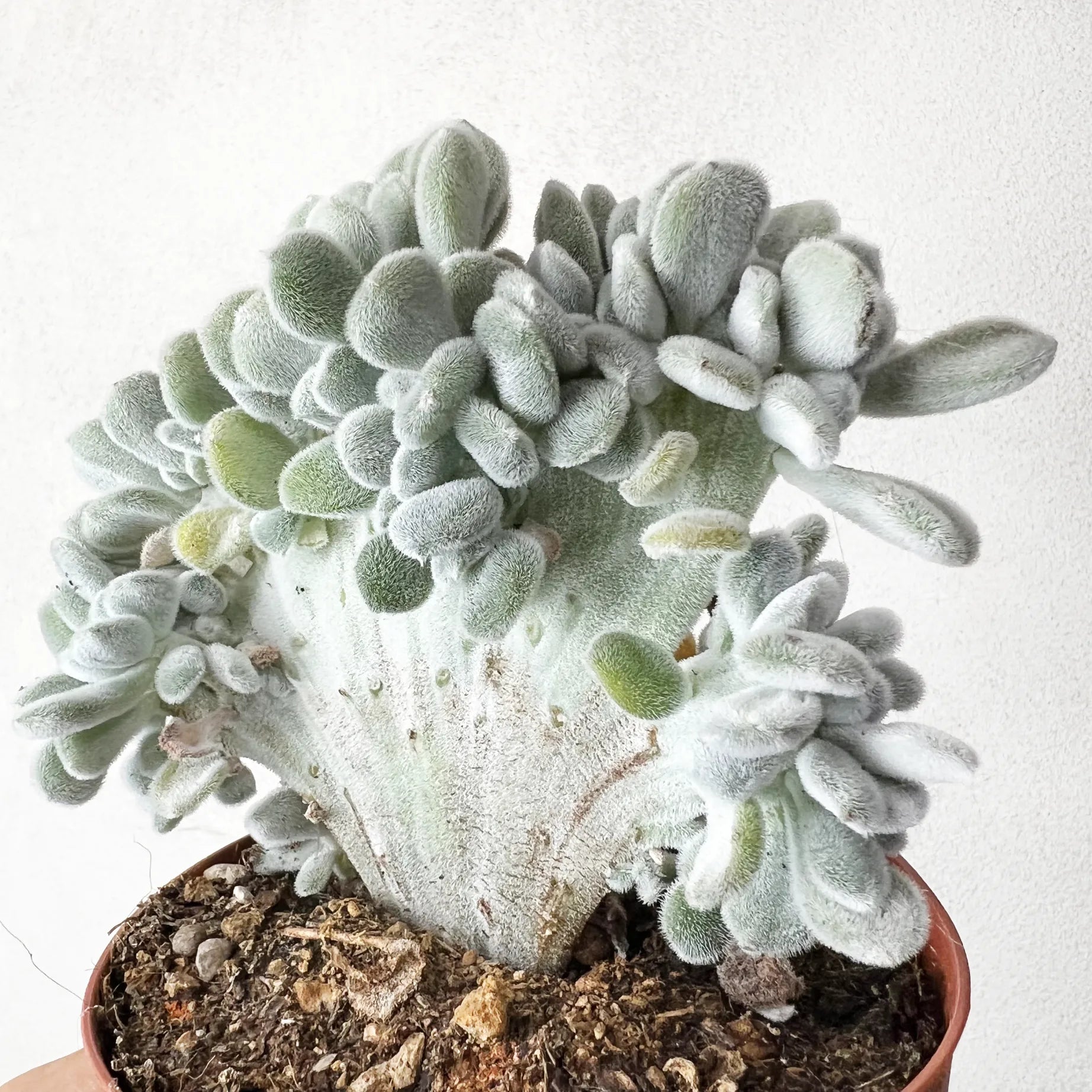 Echeveria Pulvinata 'Frosty'