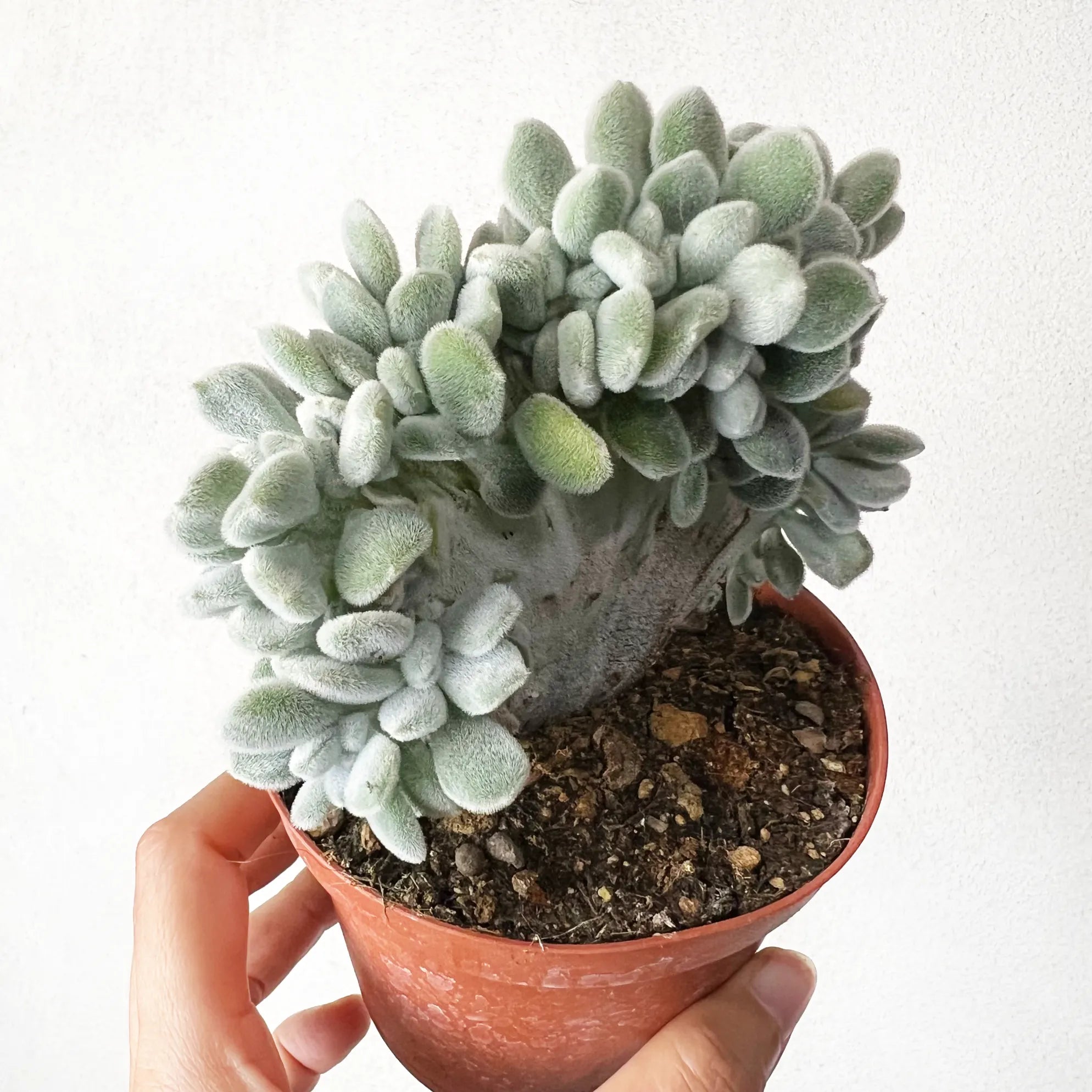 Echeveria Pulvinata 'Frosty'