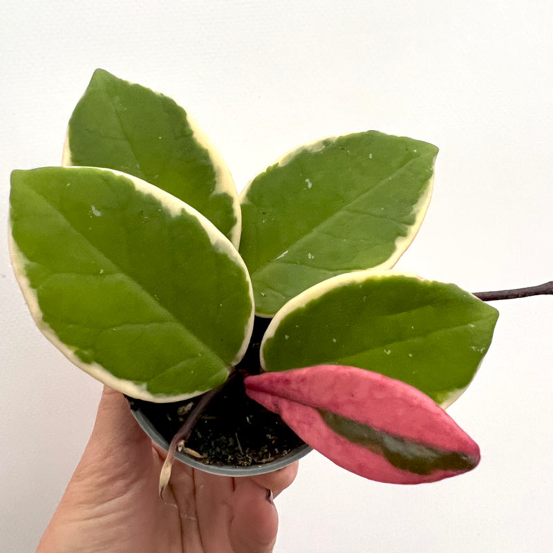 Baby Hoya Carnosa Flamingo Dream Baby Hoya Carnosa Flamingo Dream