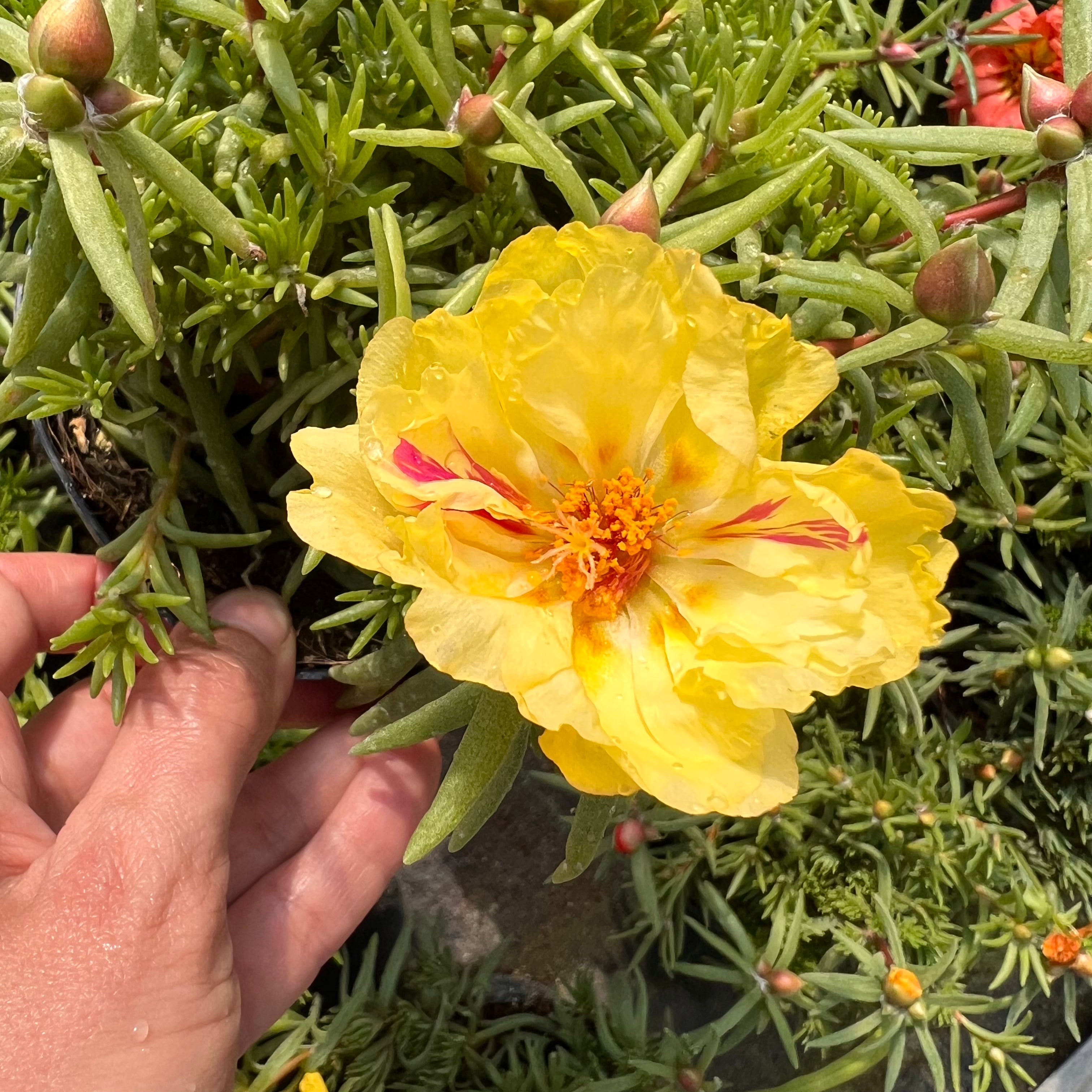 Portulaca Grandiflora