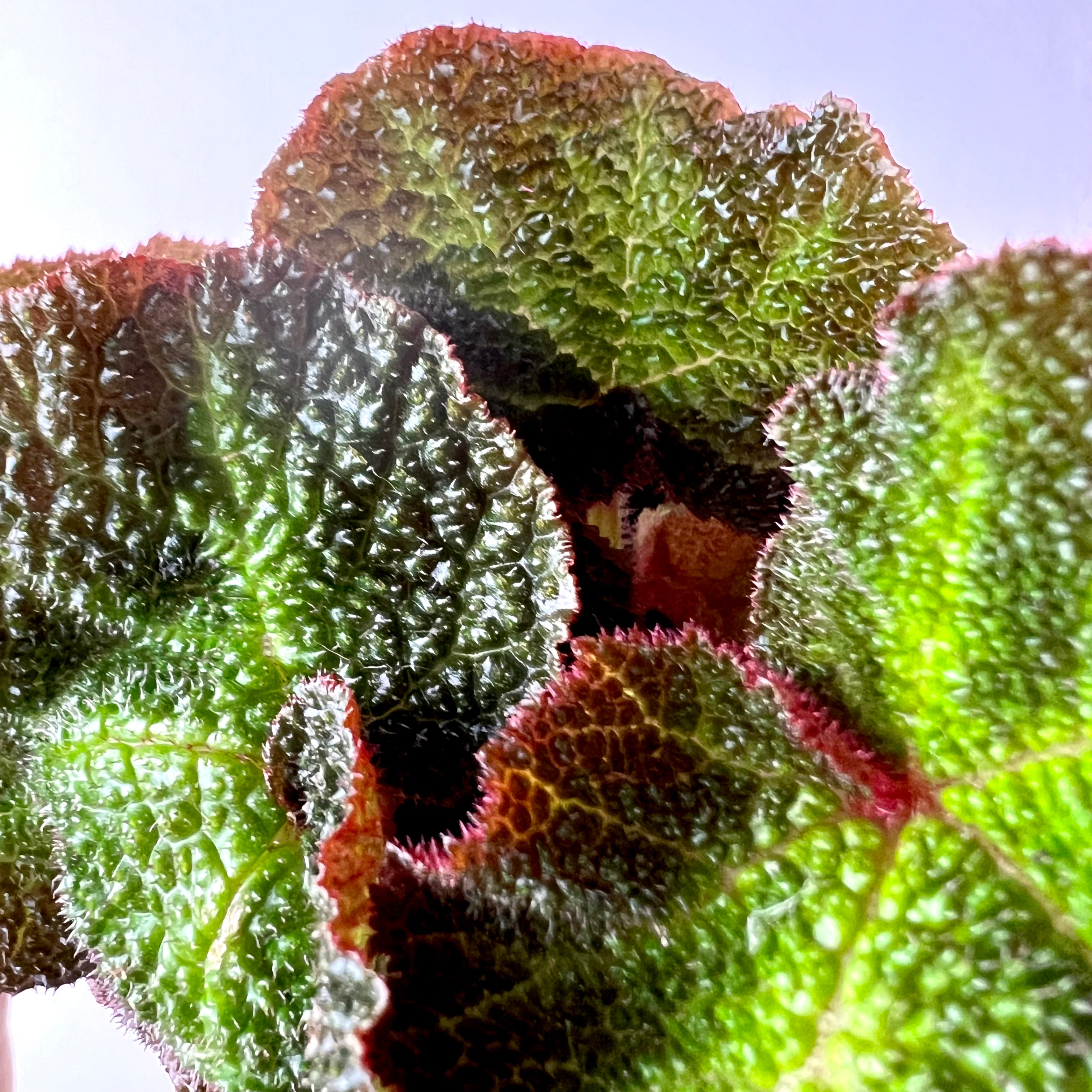 Begonia Solimutata