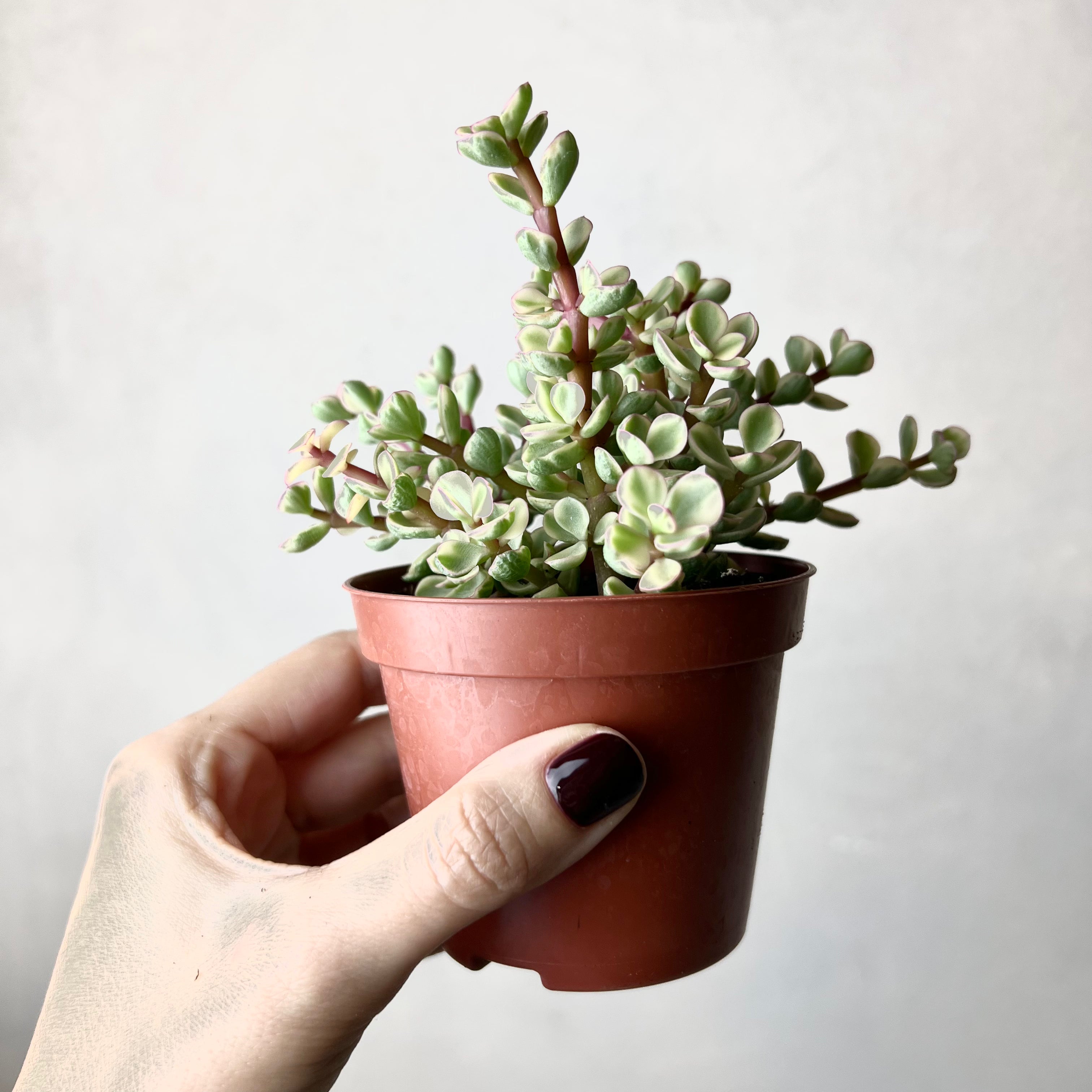 Portulacaria afra “Variegata”