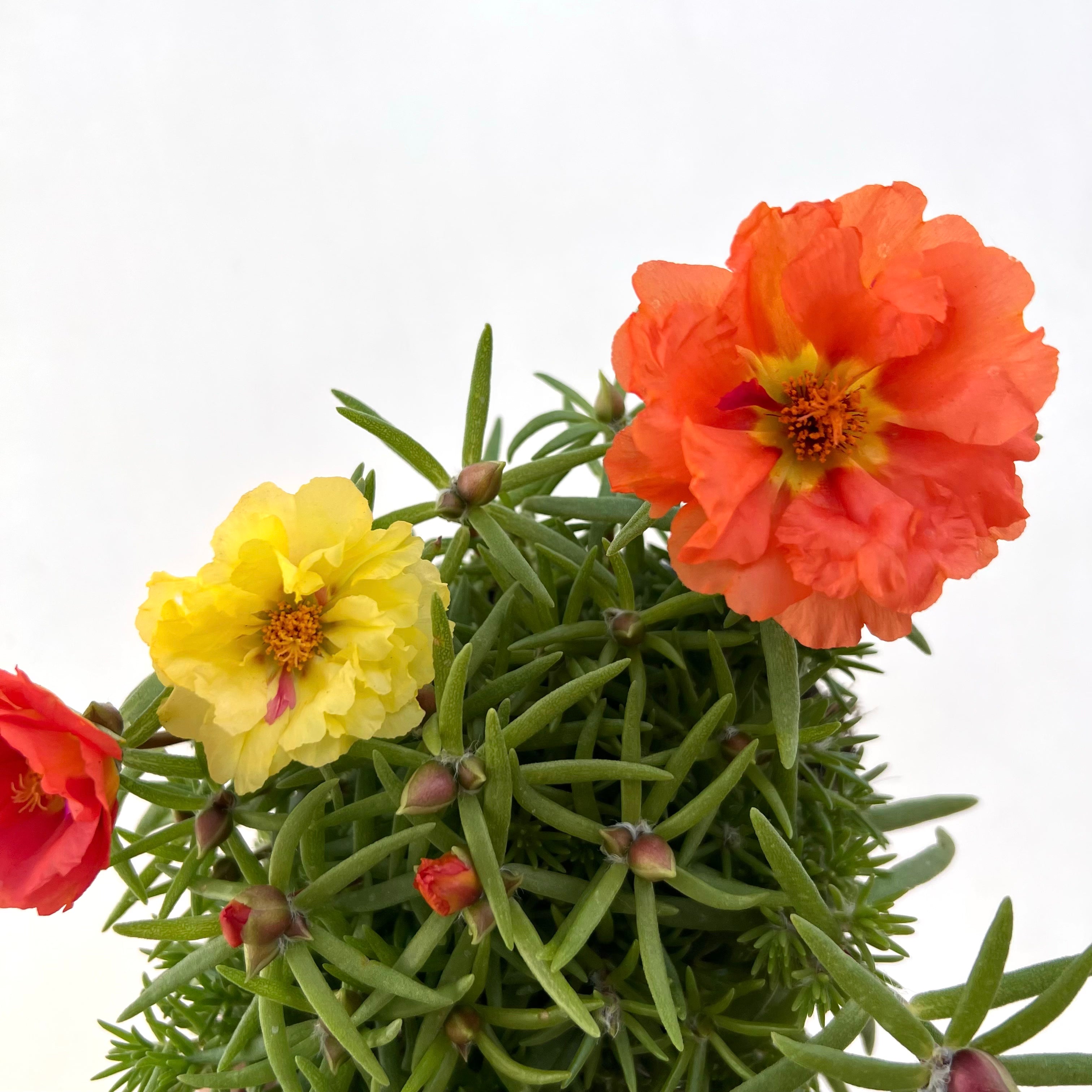 Portulaca Grandiflora