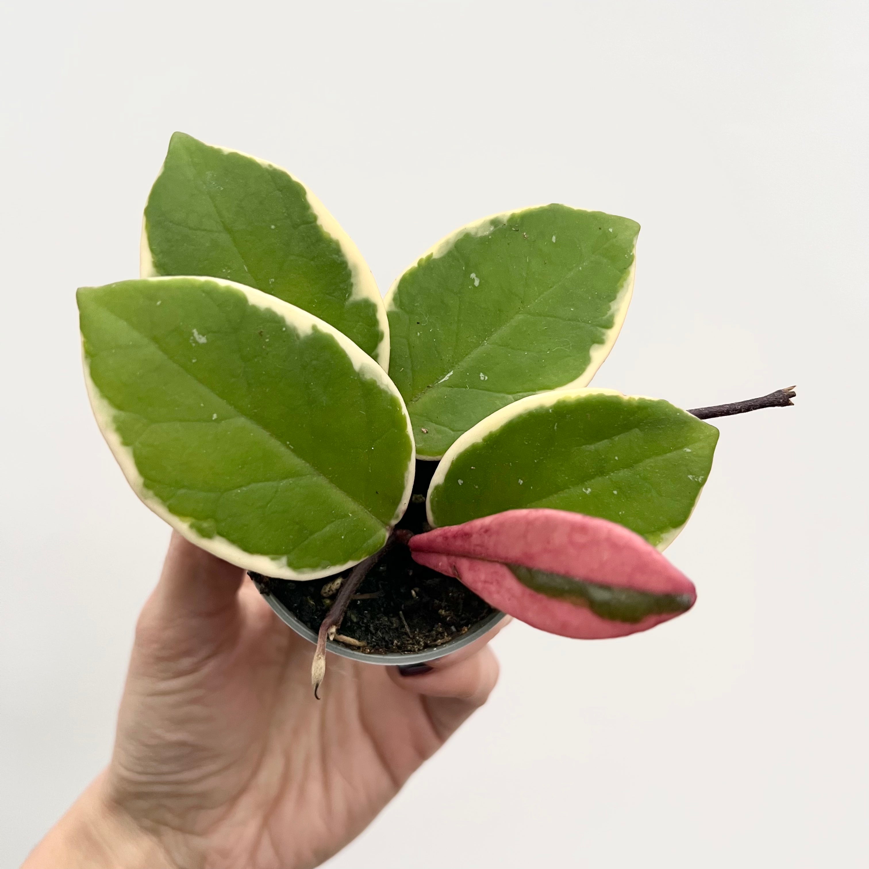 Baby Hoya Carnosa Flamingo Dream