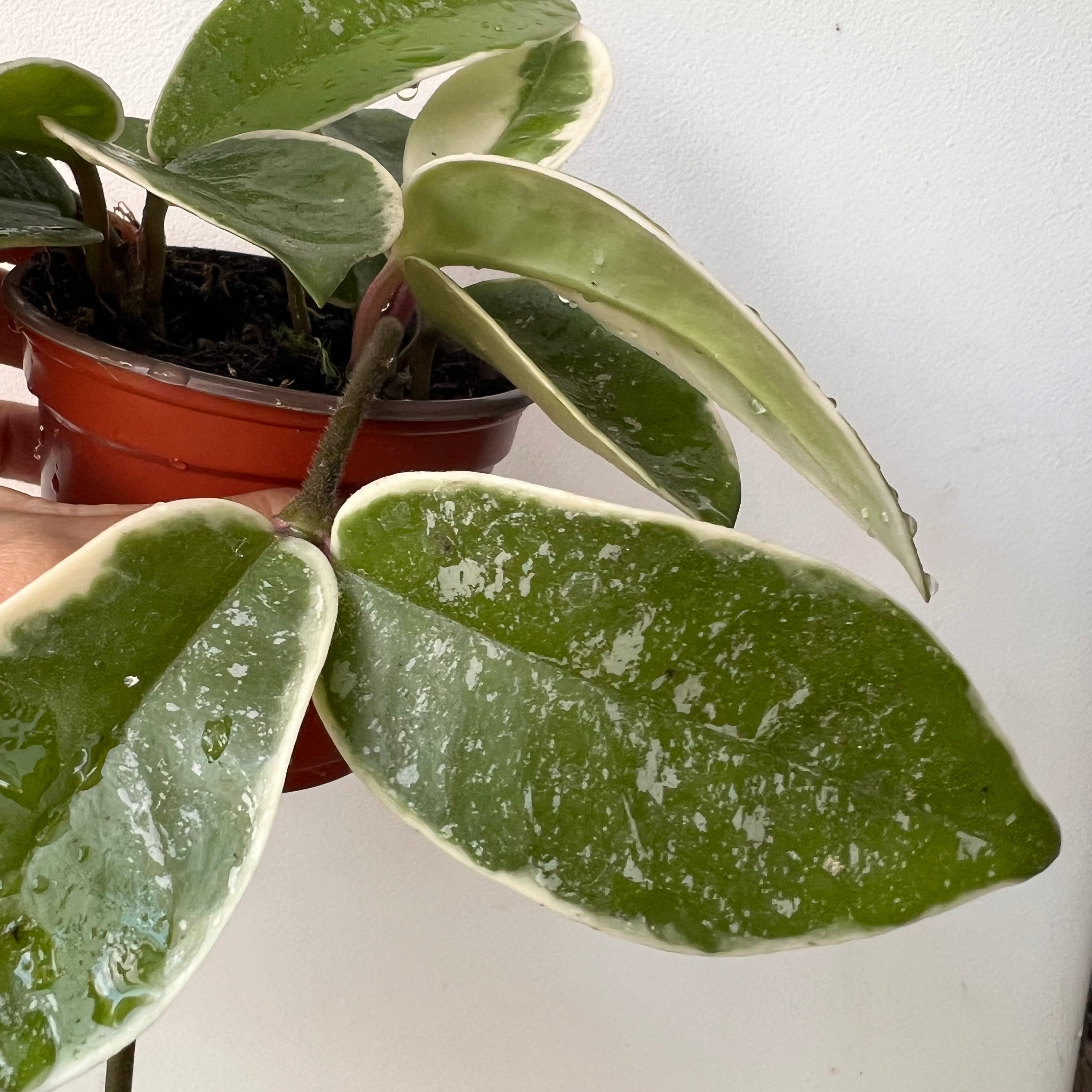 Hoya Carnosa Krimson Queen splash