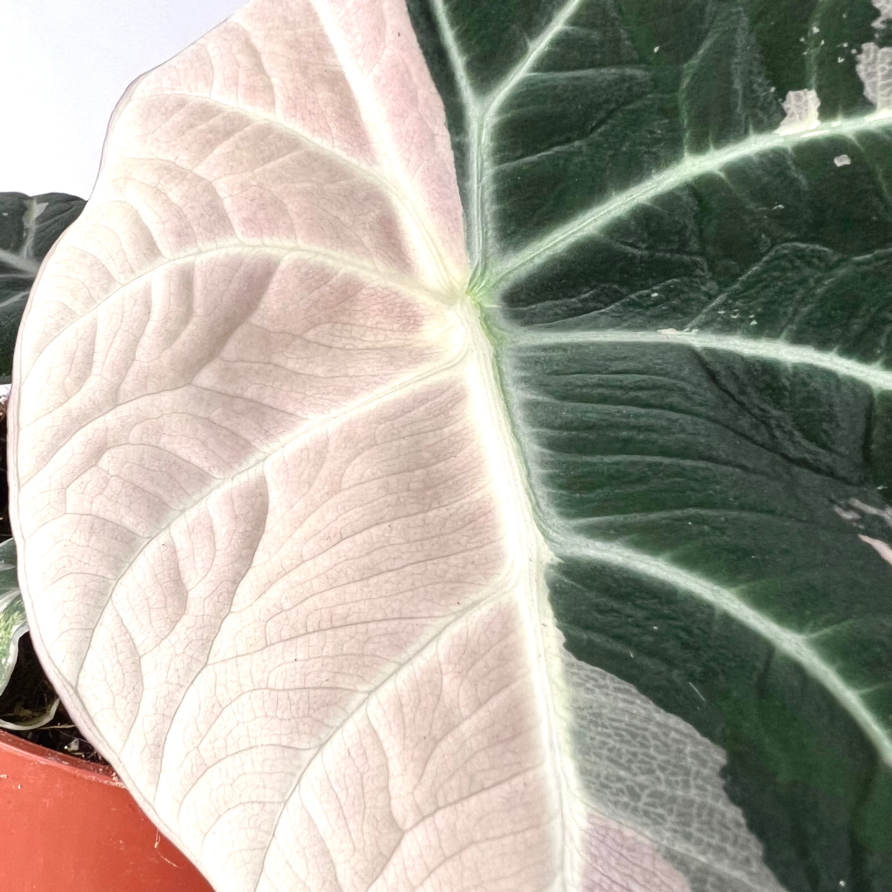 Alocasia Black Velvet Pink variegata