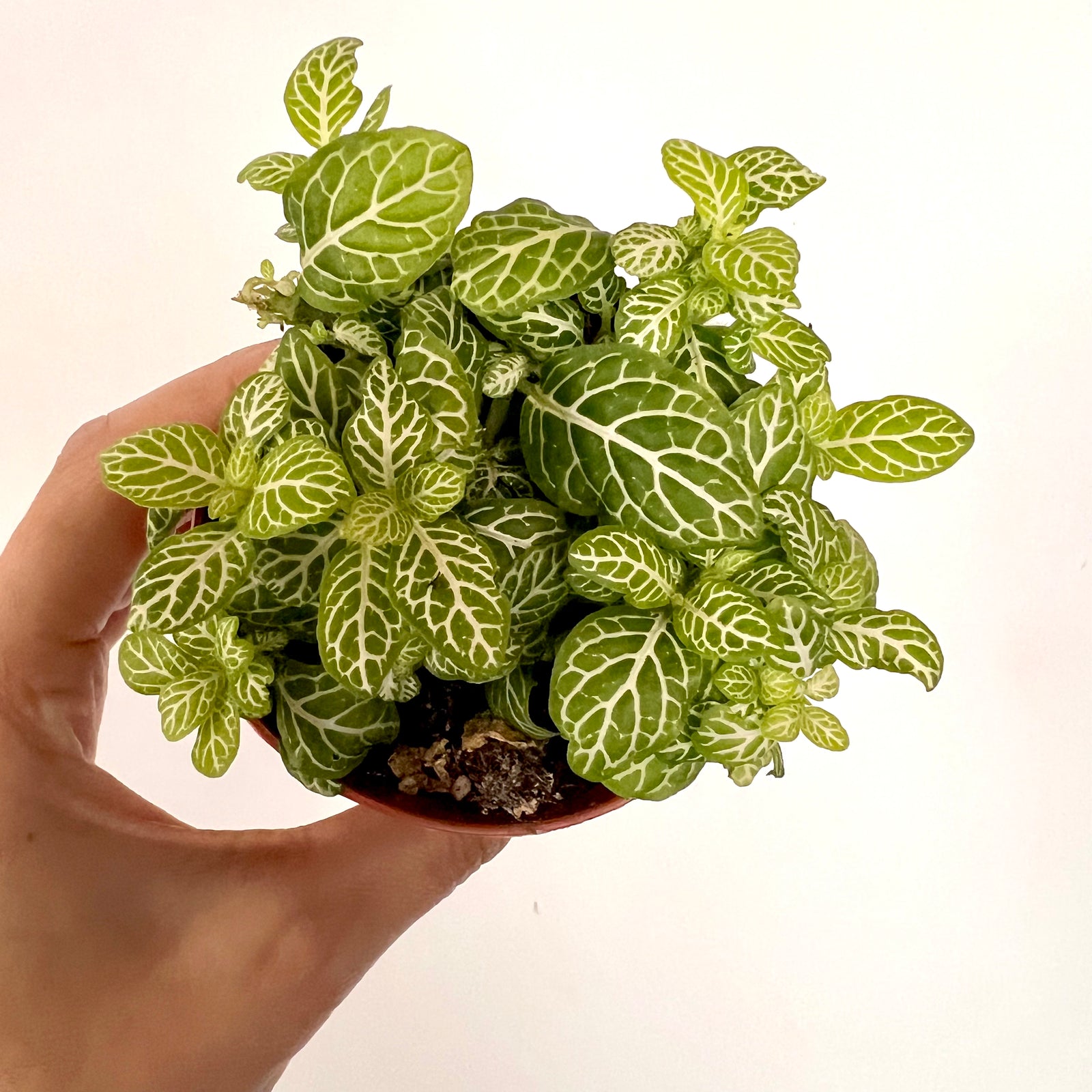 Fittonia Joly Lemon
