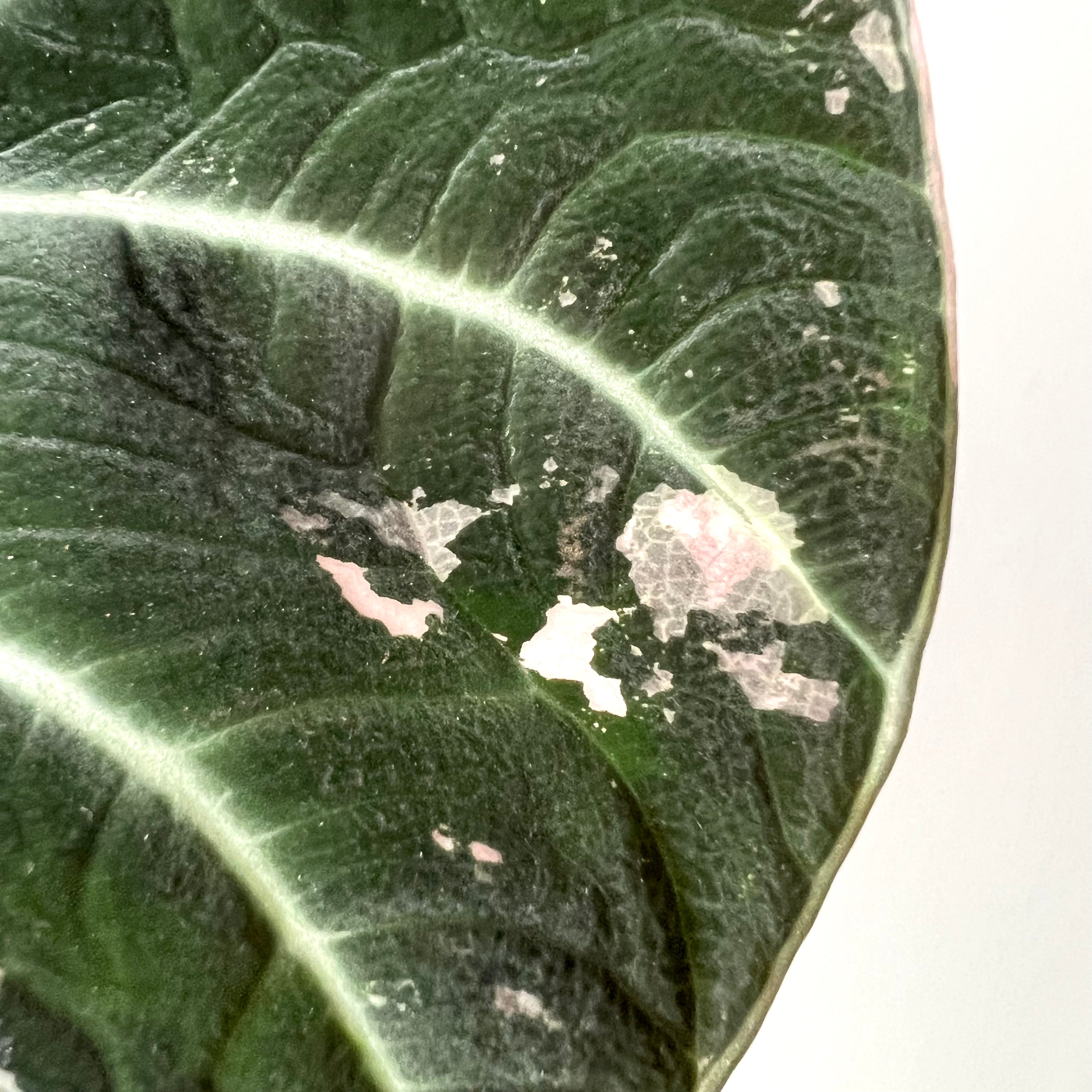 Alocasia Black Velvet Pink variegata