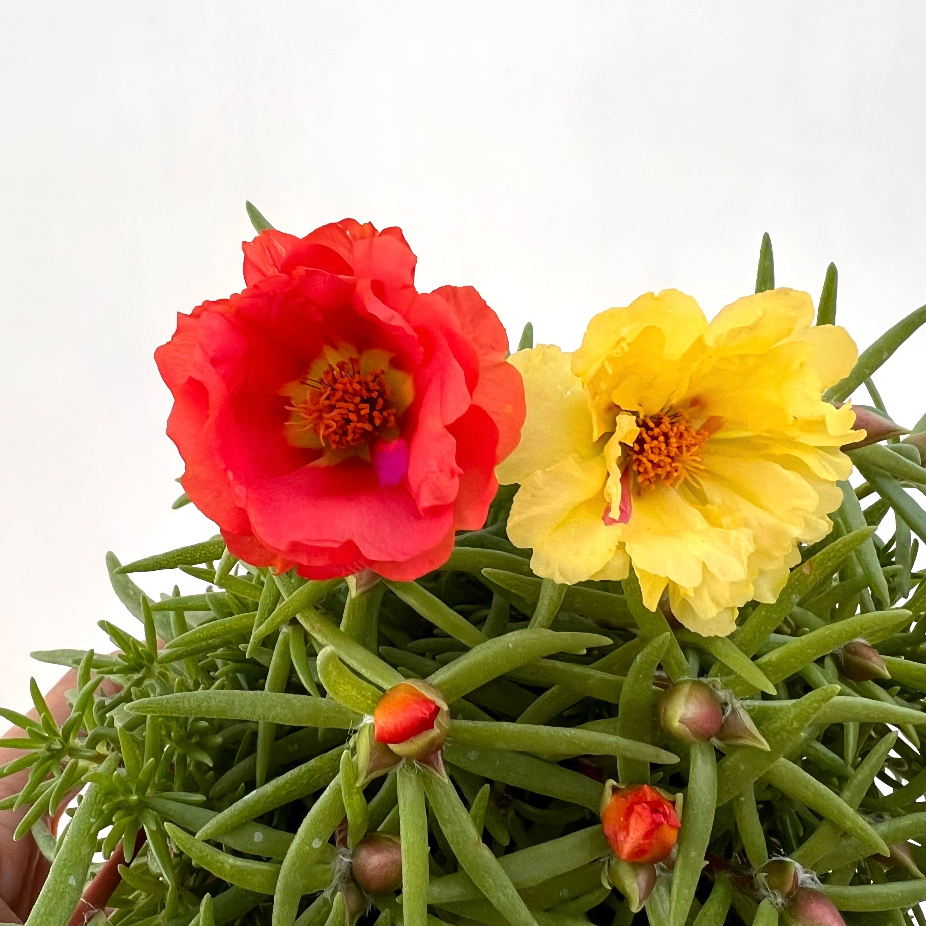 Portulaca Grandiflora