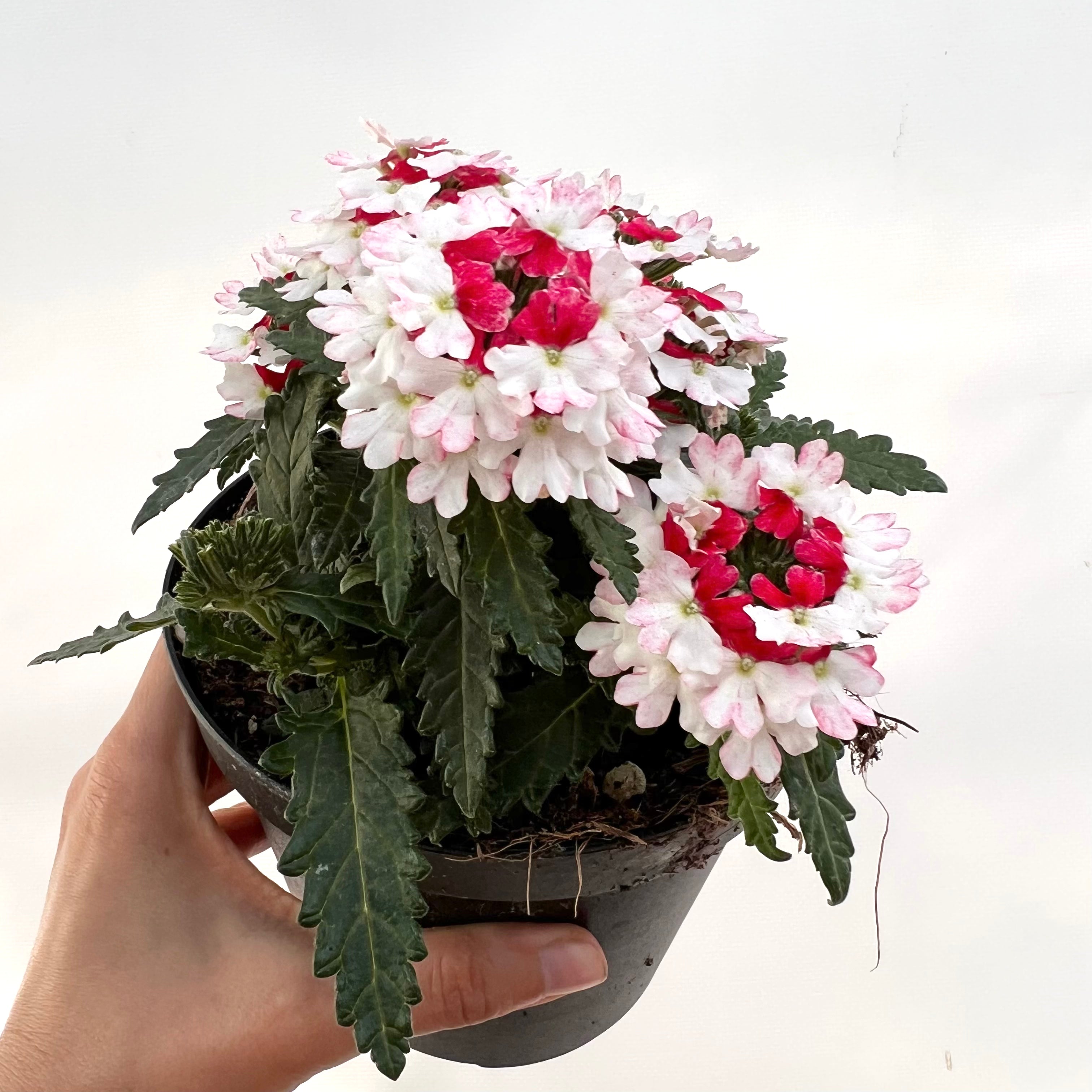 Verbena Lanai Twister Red