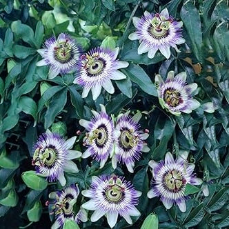 Passiflora Caerulea
