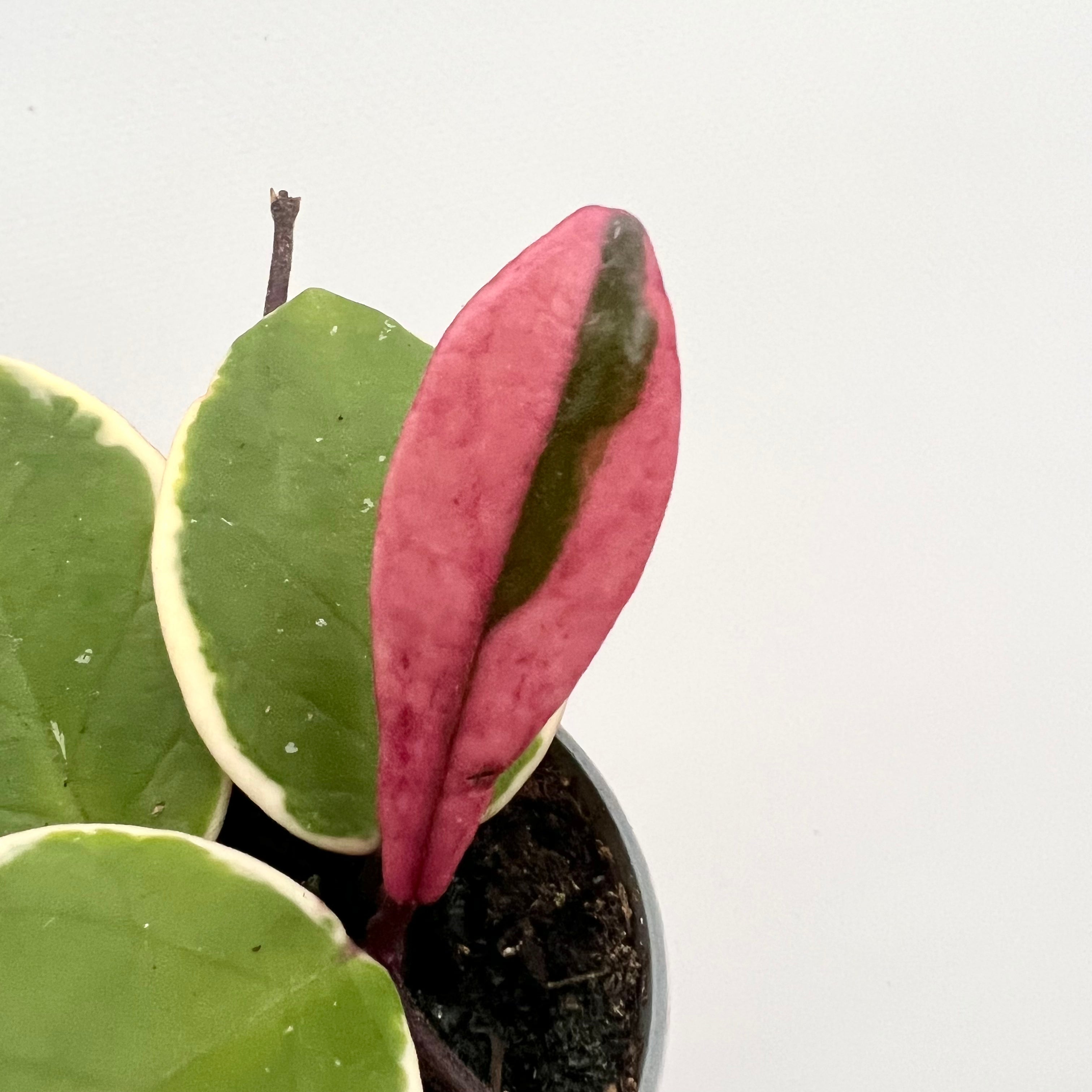 Baby Hoya Carnosa Flamingo Dream