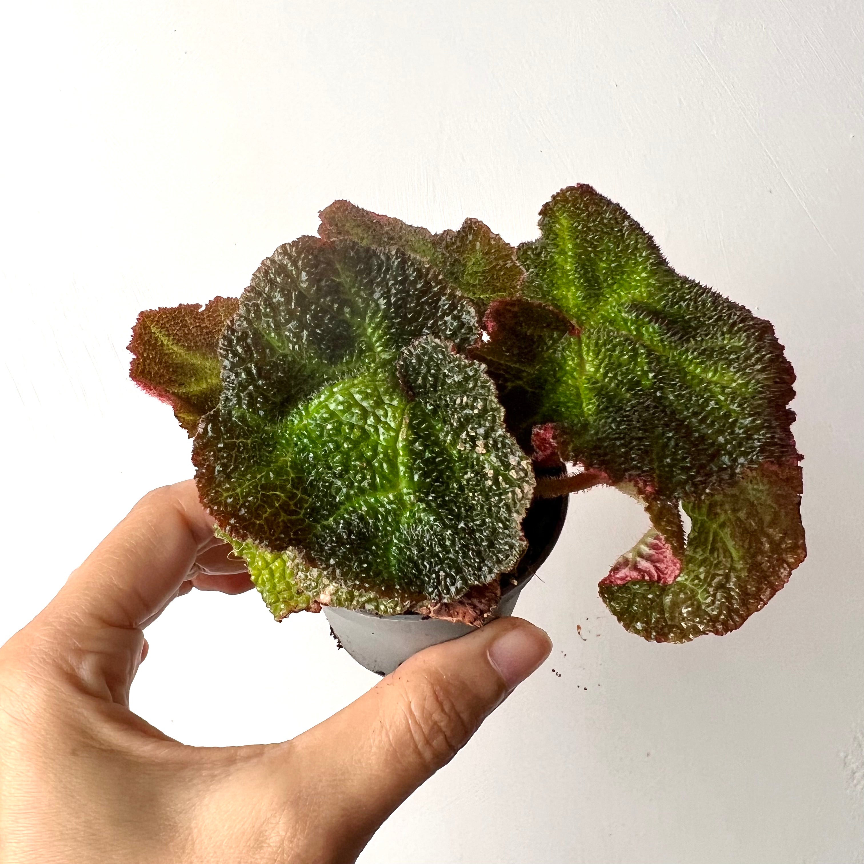 Begonia Solimutata