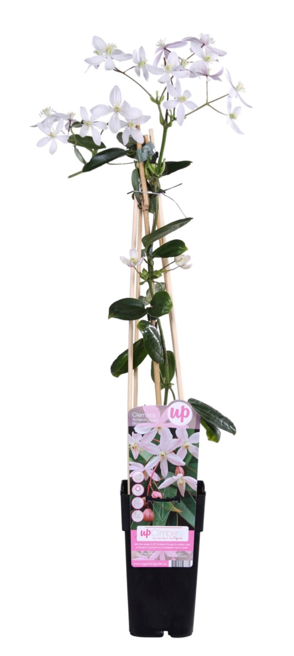 Clematis Armandii Apple Blossom