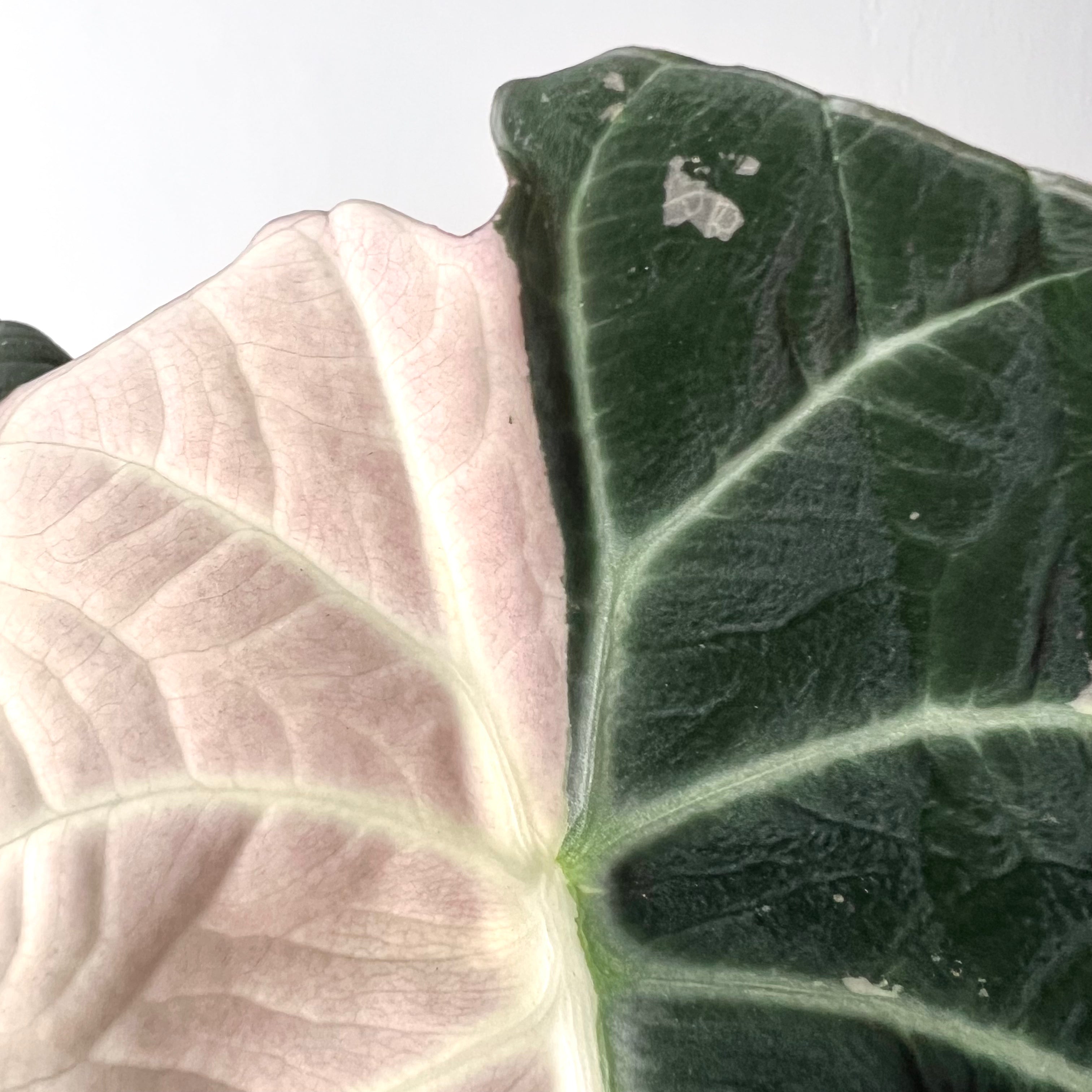 Alocasia Black Velvet Pink variegata