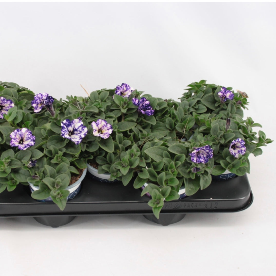 Petunia Nightsky