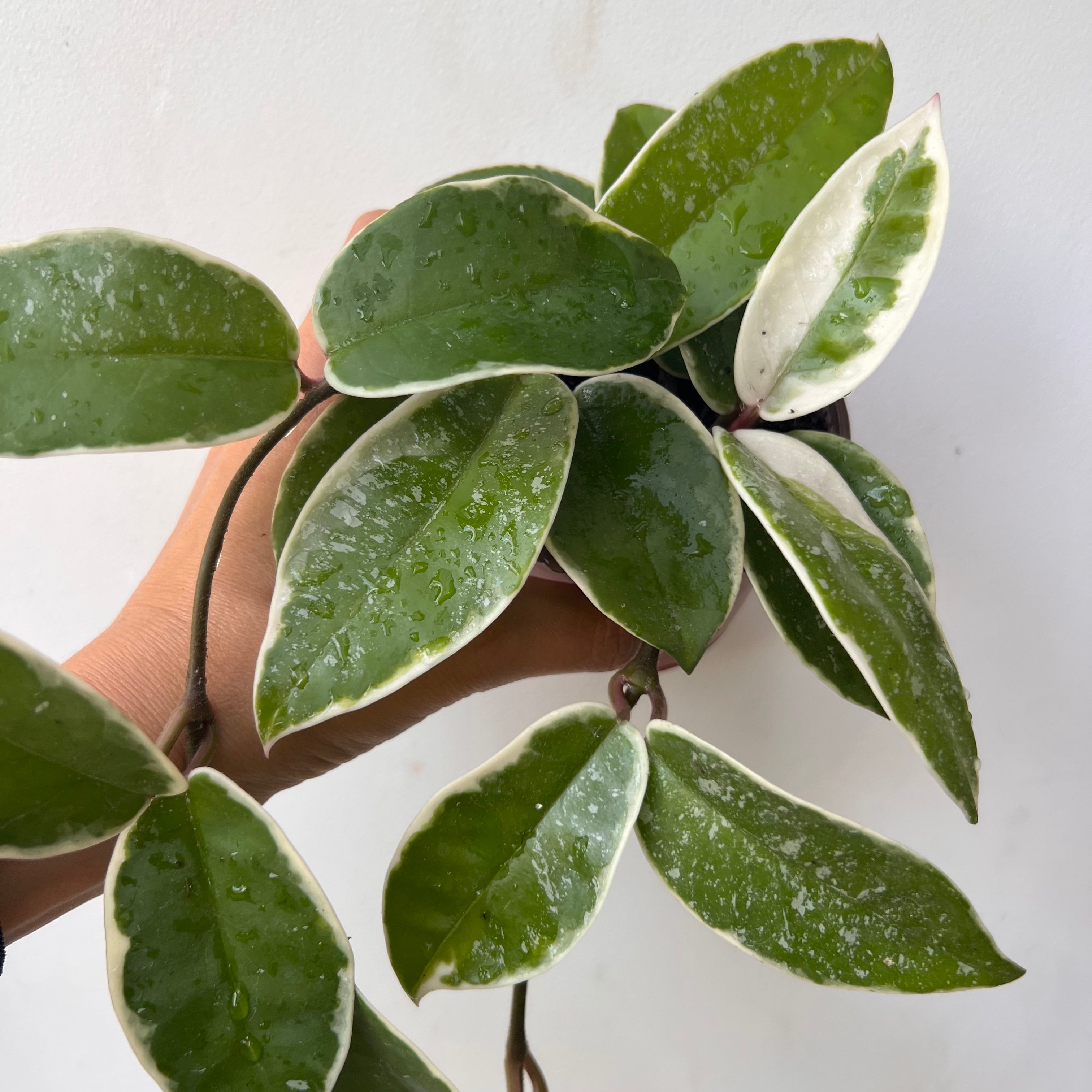 Hoya Carnosa Krimson Queen splash