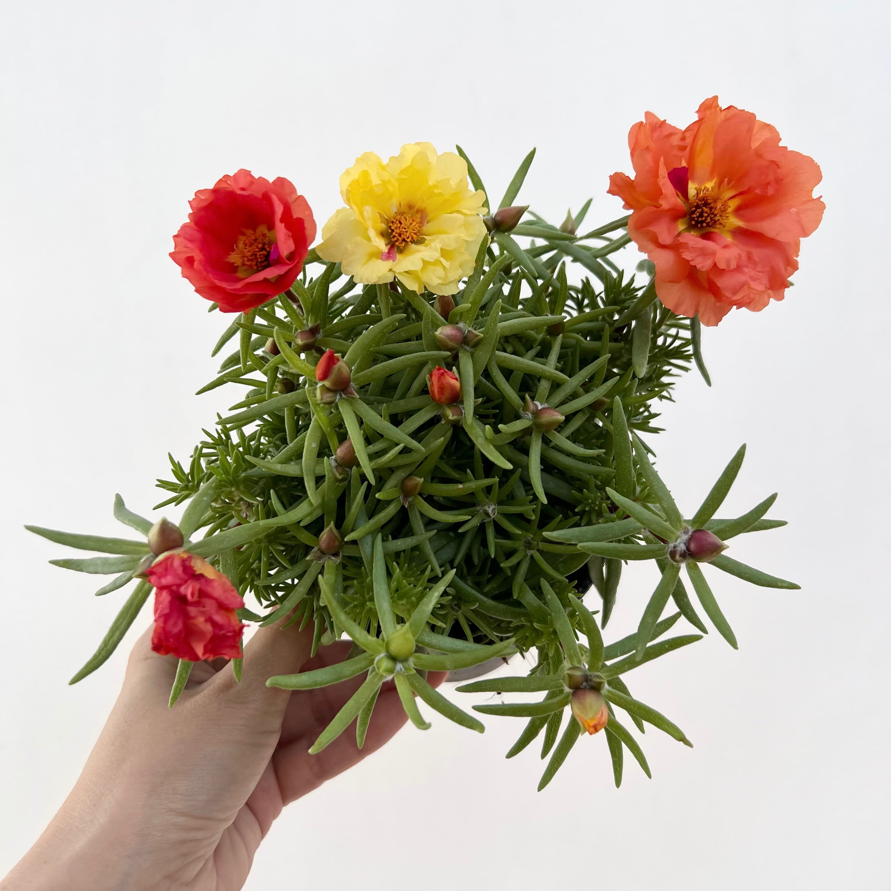 Portulaca Grandiflora