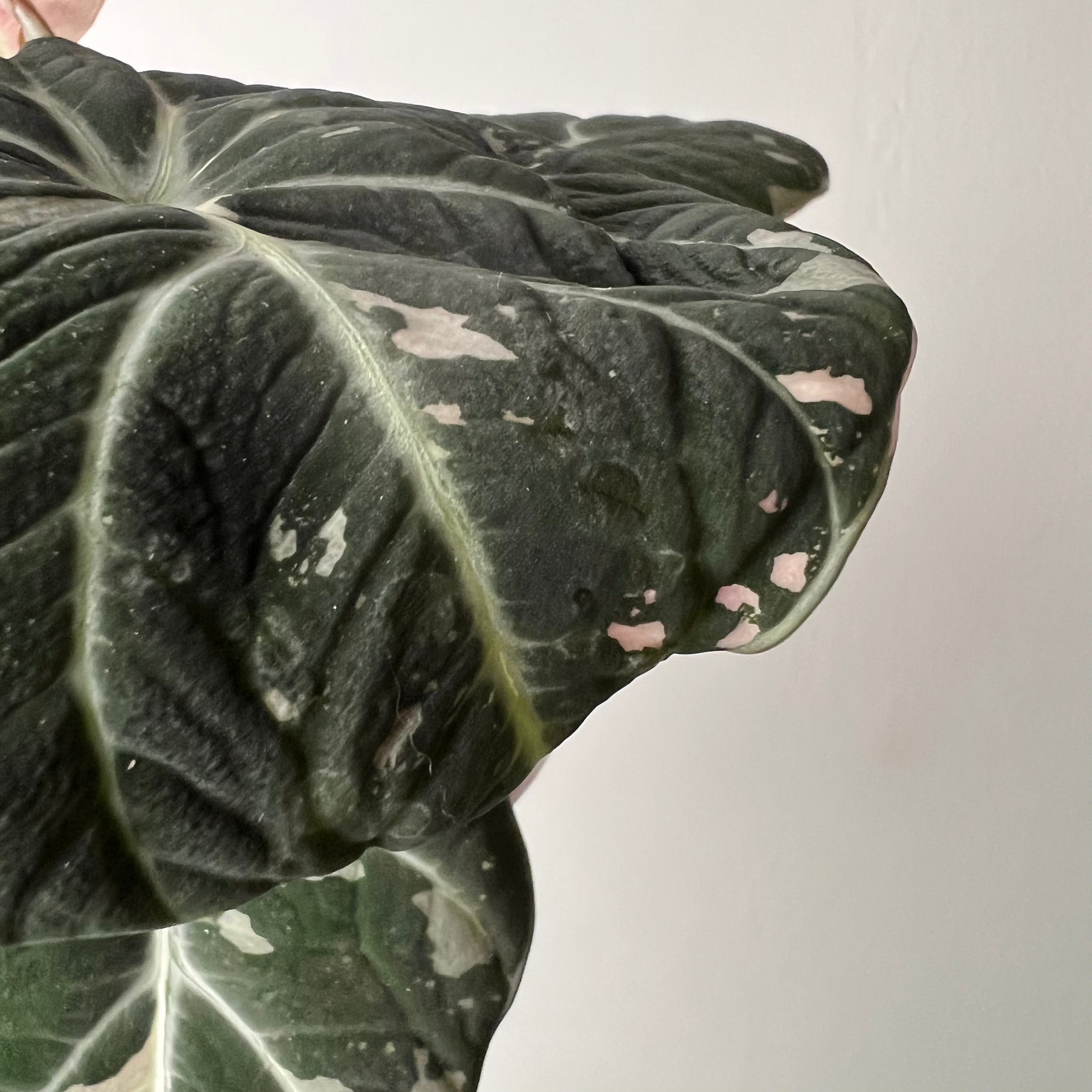 Alocasia Black Velvet Pink variegata