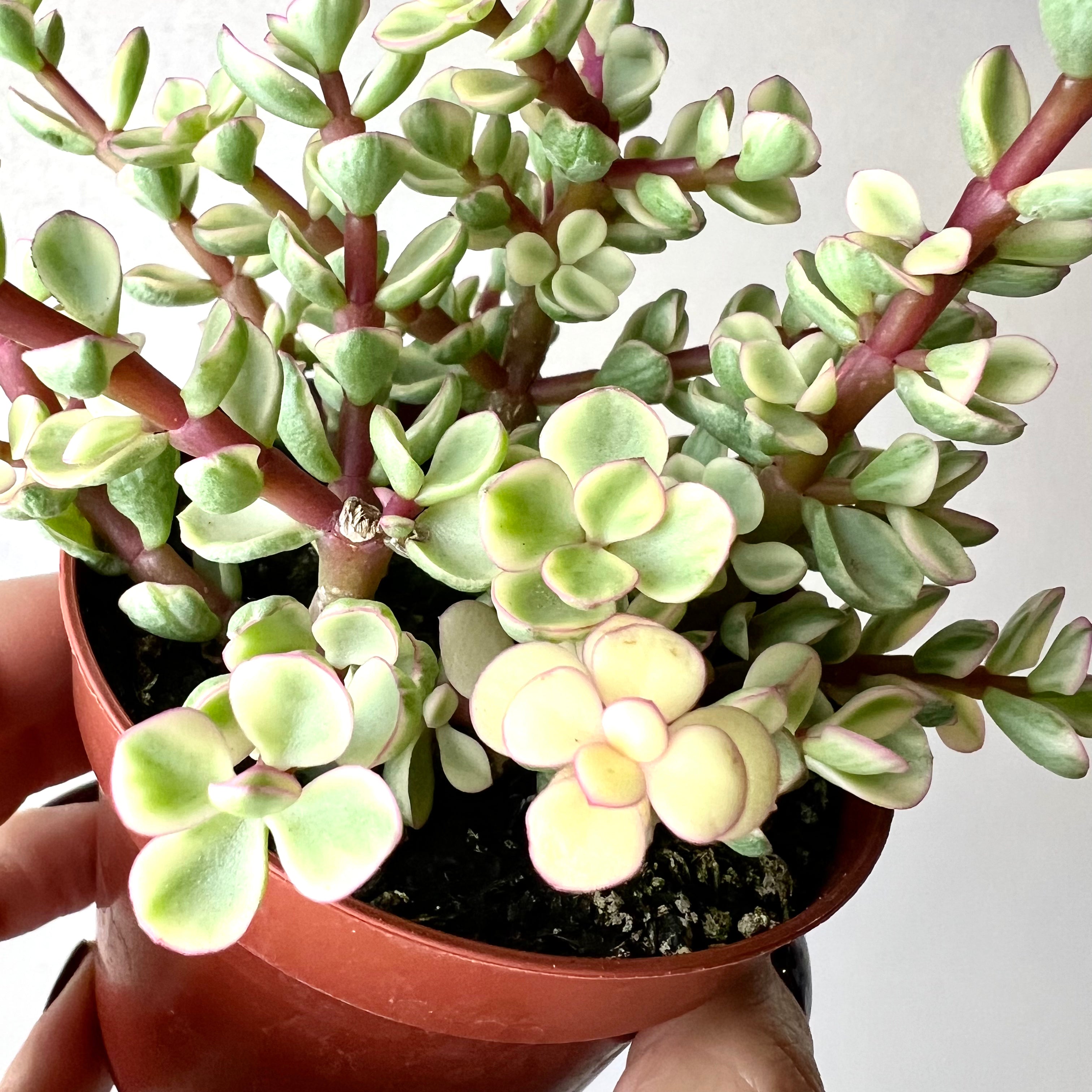 Portulacaria afra “Variegata”