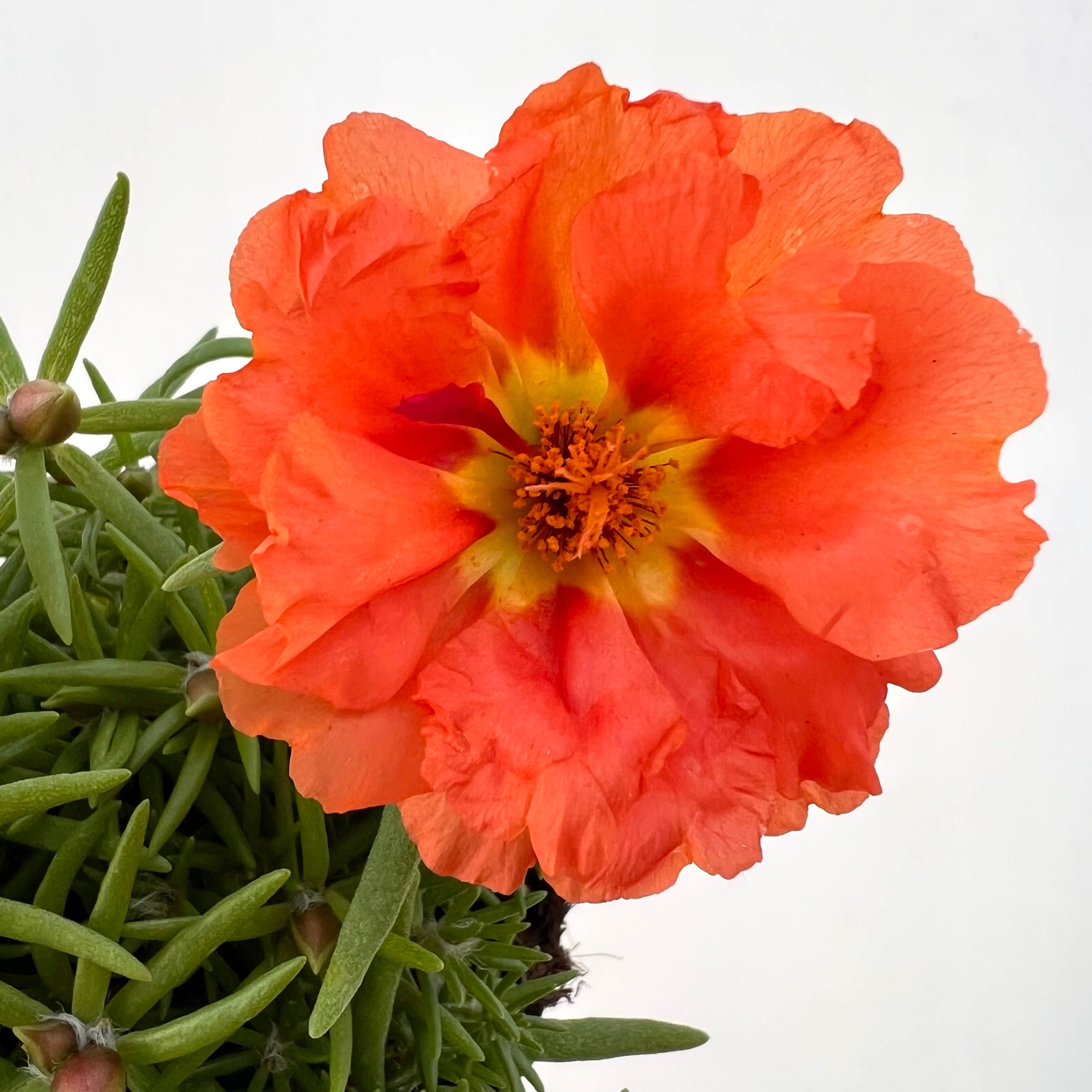 Portulaca Grandiflora