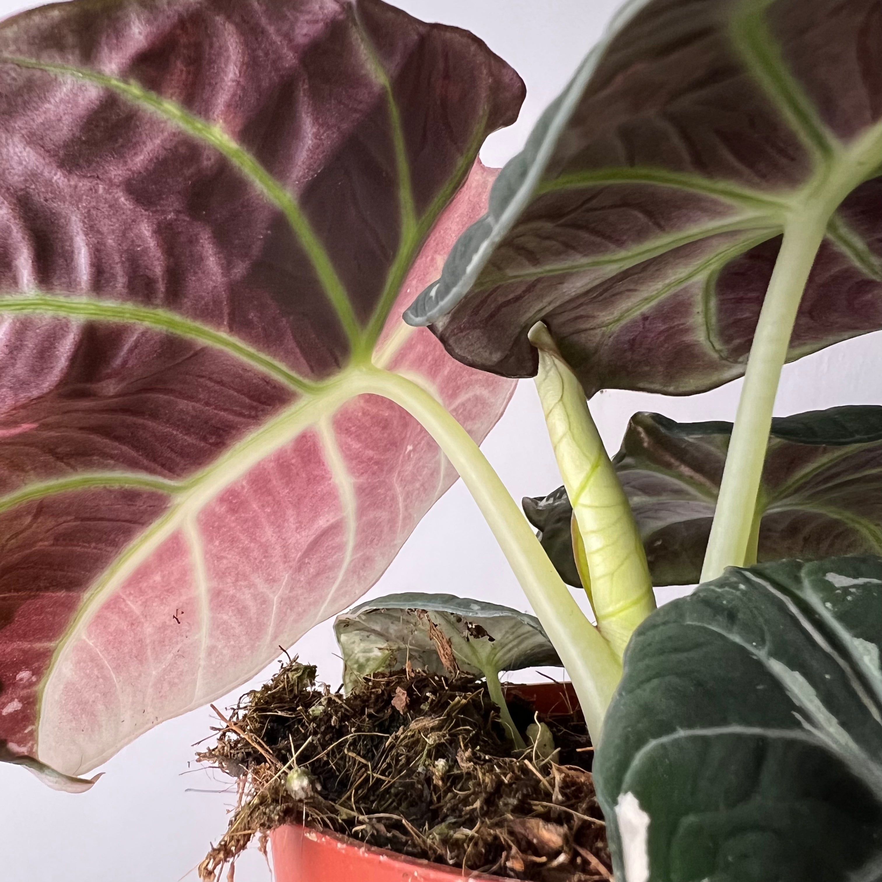 Alocasia Black Velvet Pink variegata