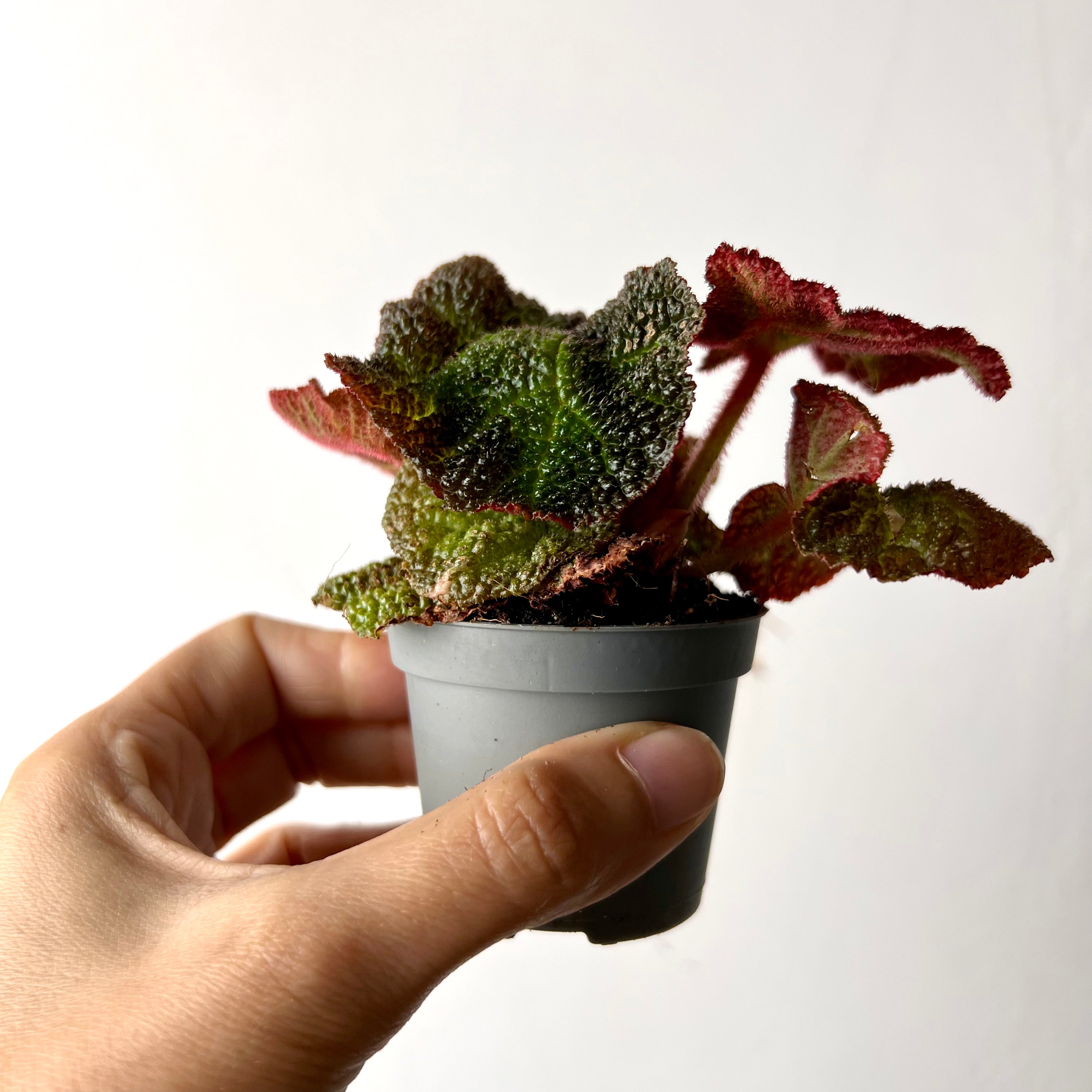 Begonia Solimutata