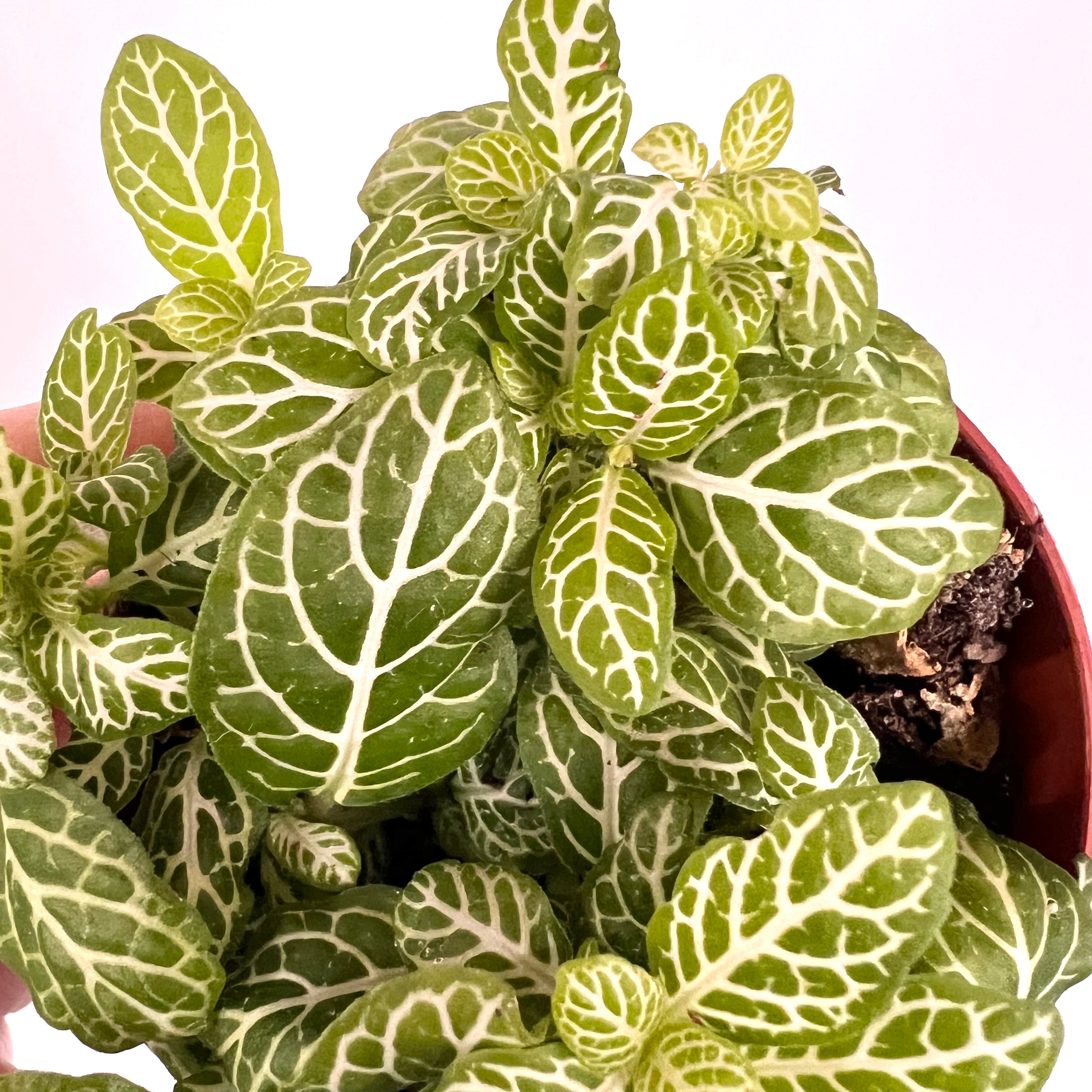 Fittonia Joly Lemon
