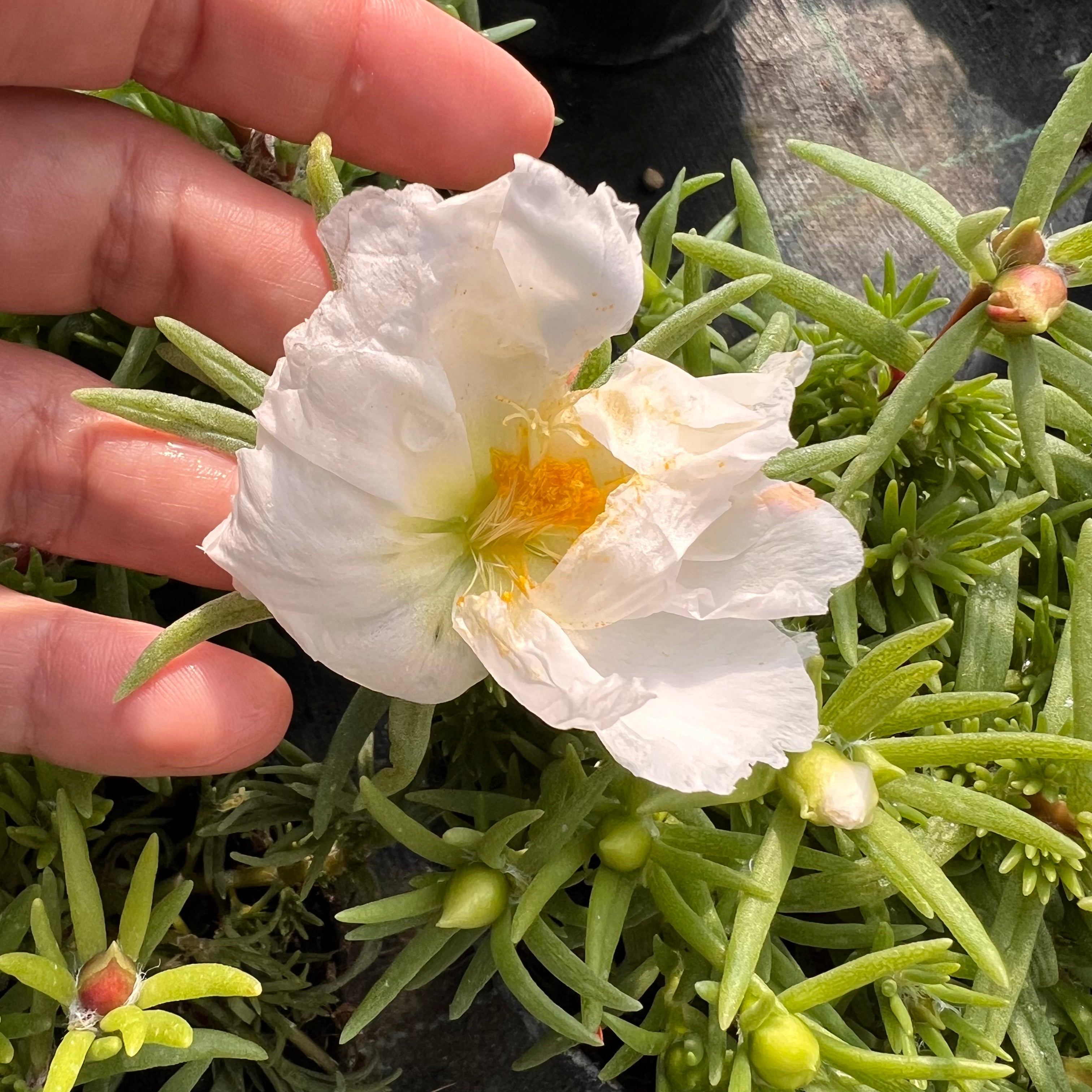 Portulaca Grandiflora